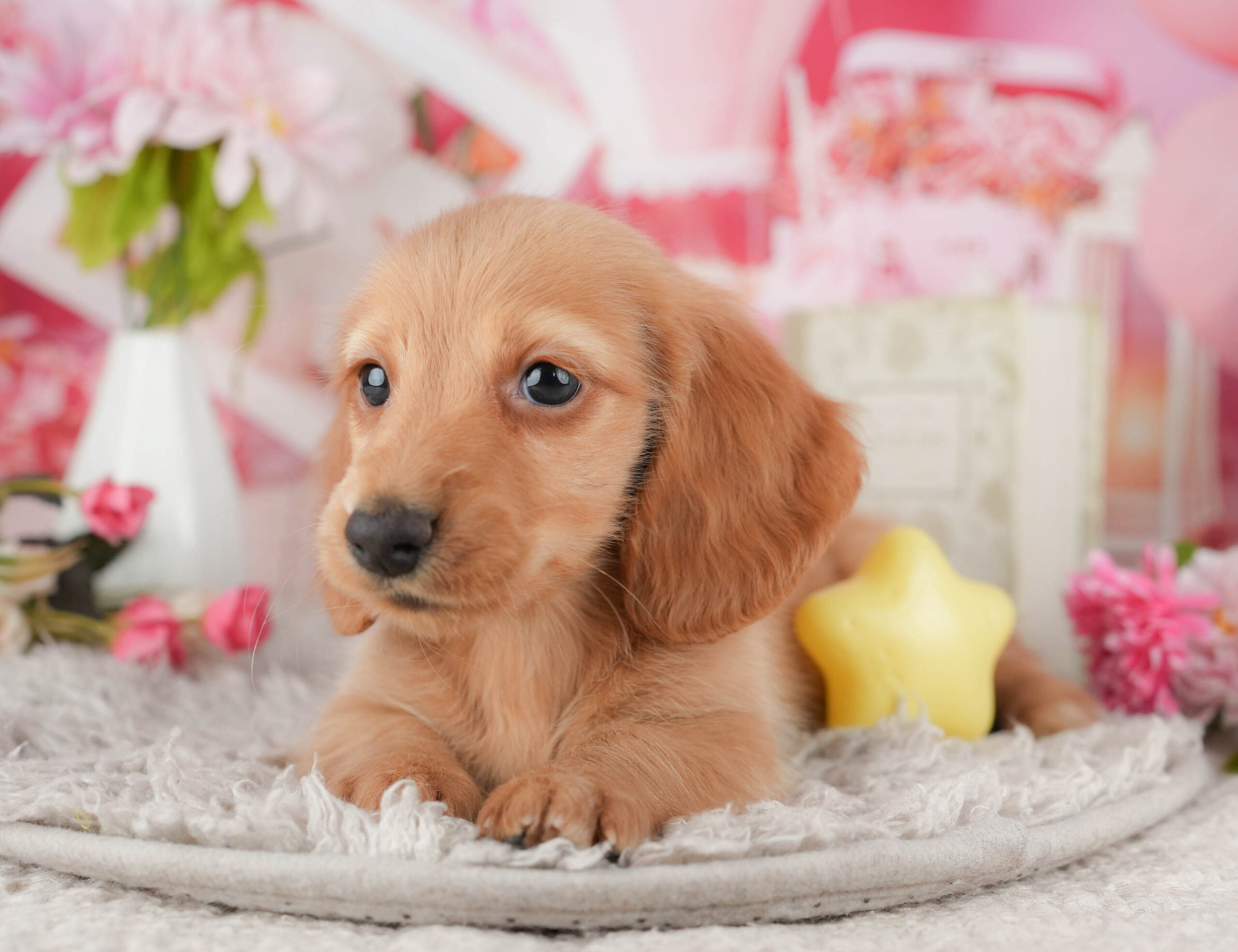 ミニチュア・ダックスフンド(ロング) | 男の子 | イエロー | 2025年11月20日