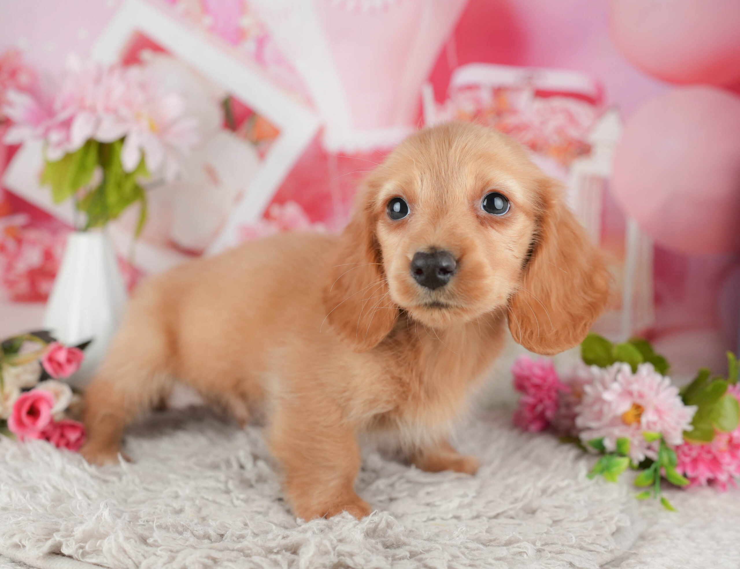 ミニチュア・ダックスフンド(ロング) | 男の子 | イエロー | 2025年11月20日