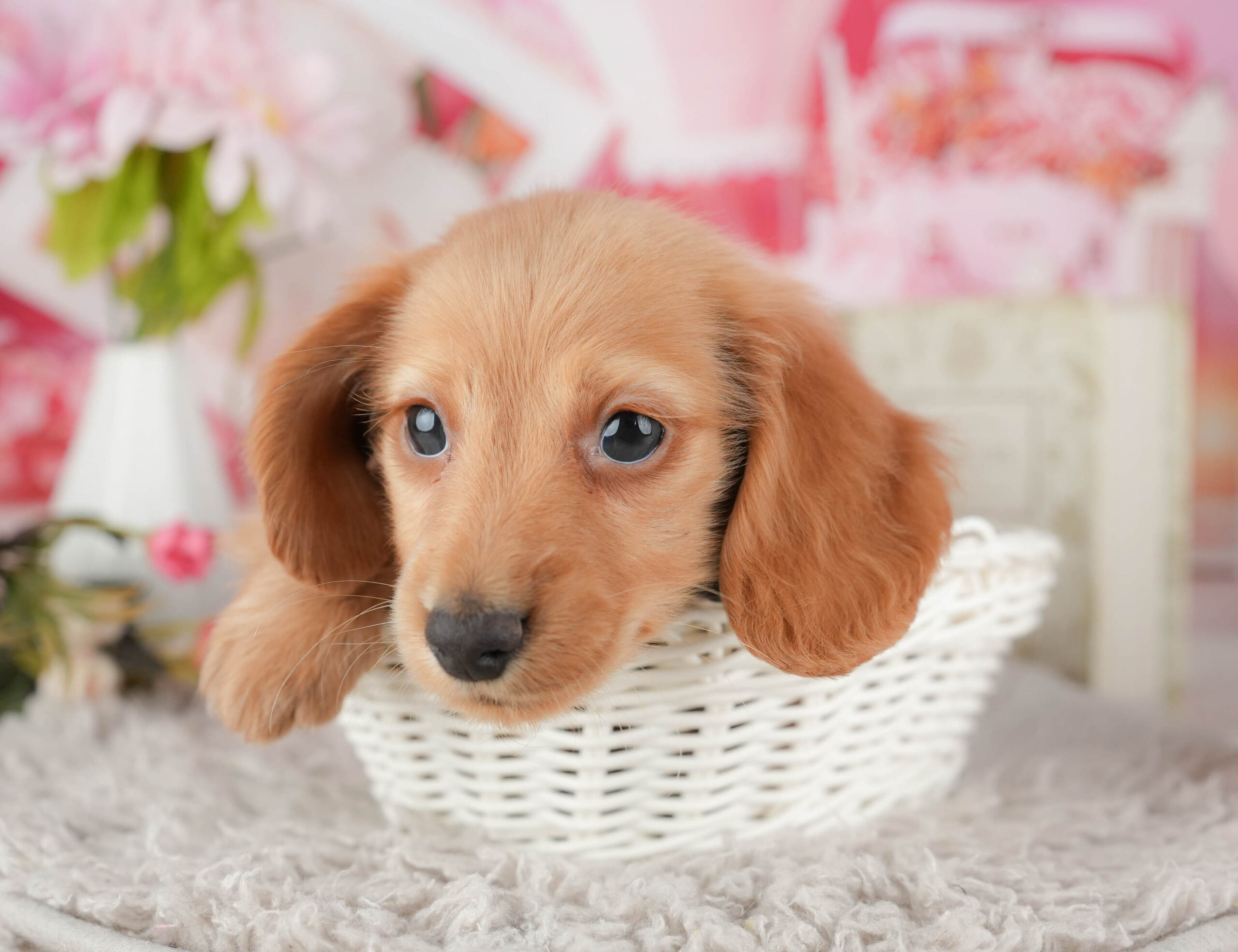 ミニチュア・ダックスフンド(ロング) | 男の子 | イエロー | 2025年11月20日