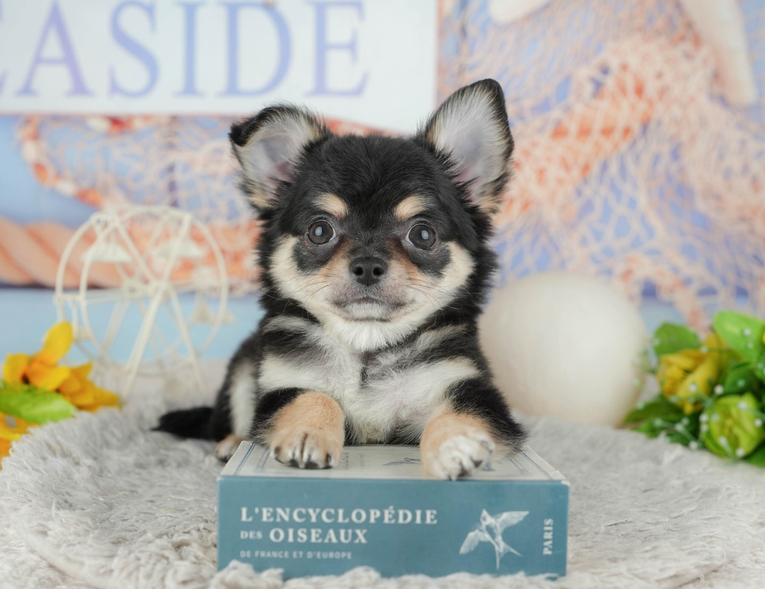 チワワ(ロング) | 男の子 | ブラックタン＆ホワイト | 2025年11月22日