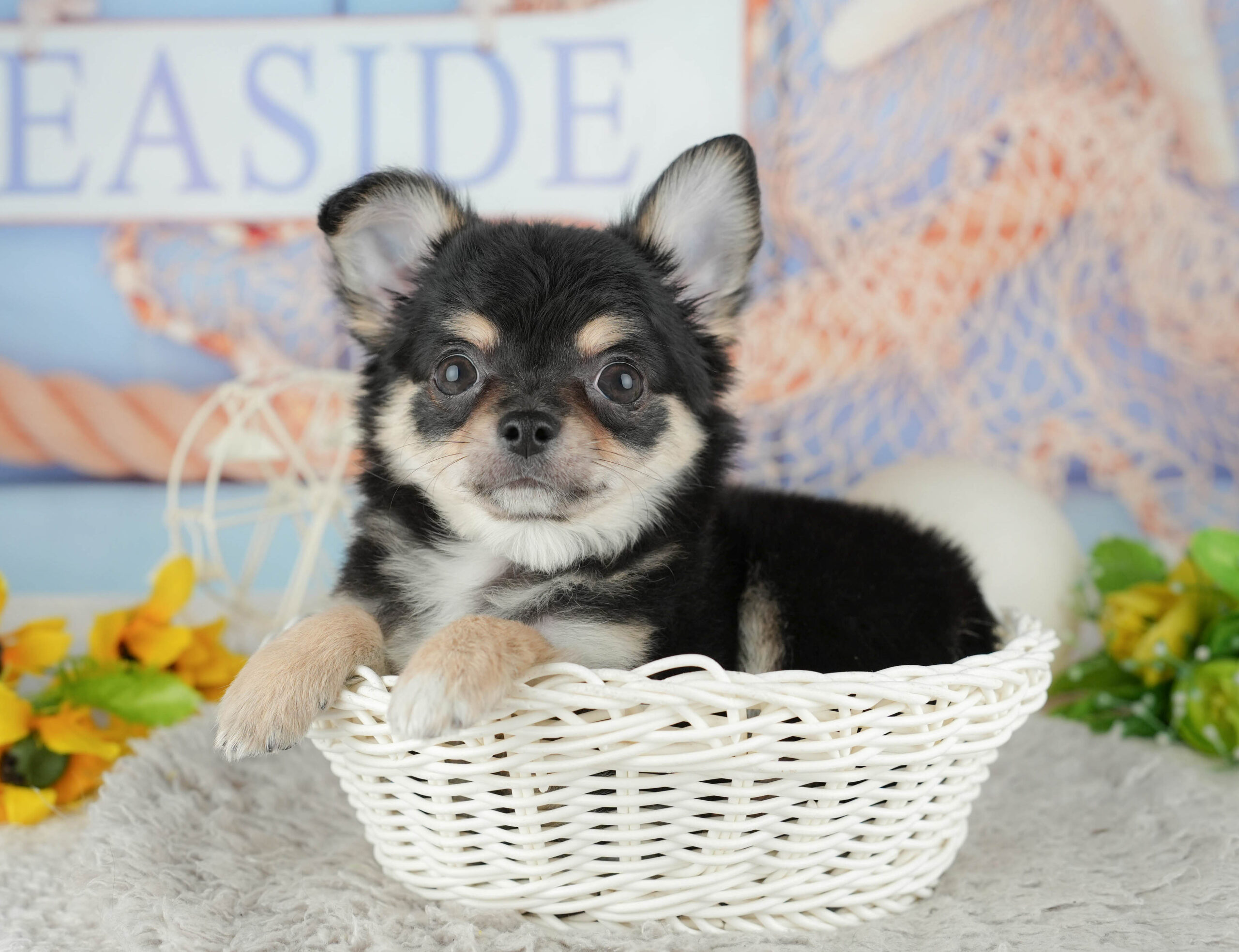 チワワ(ロング) | 男の子 | ブラックタン＆ホワイト | 2025年11月22日