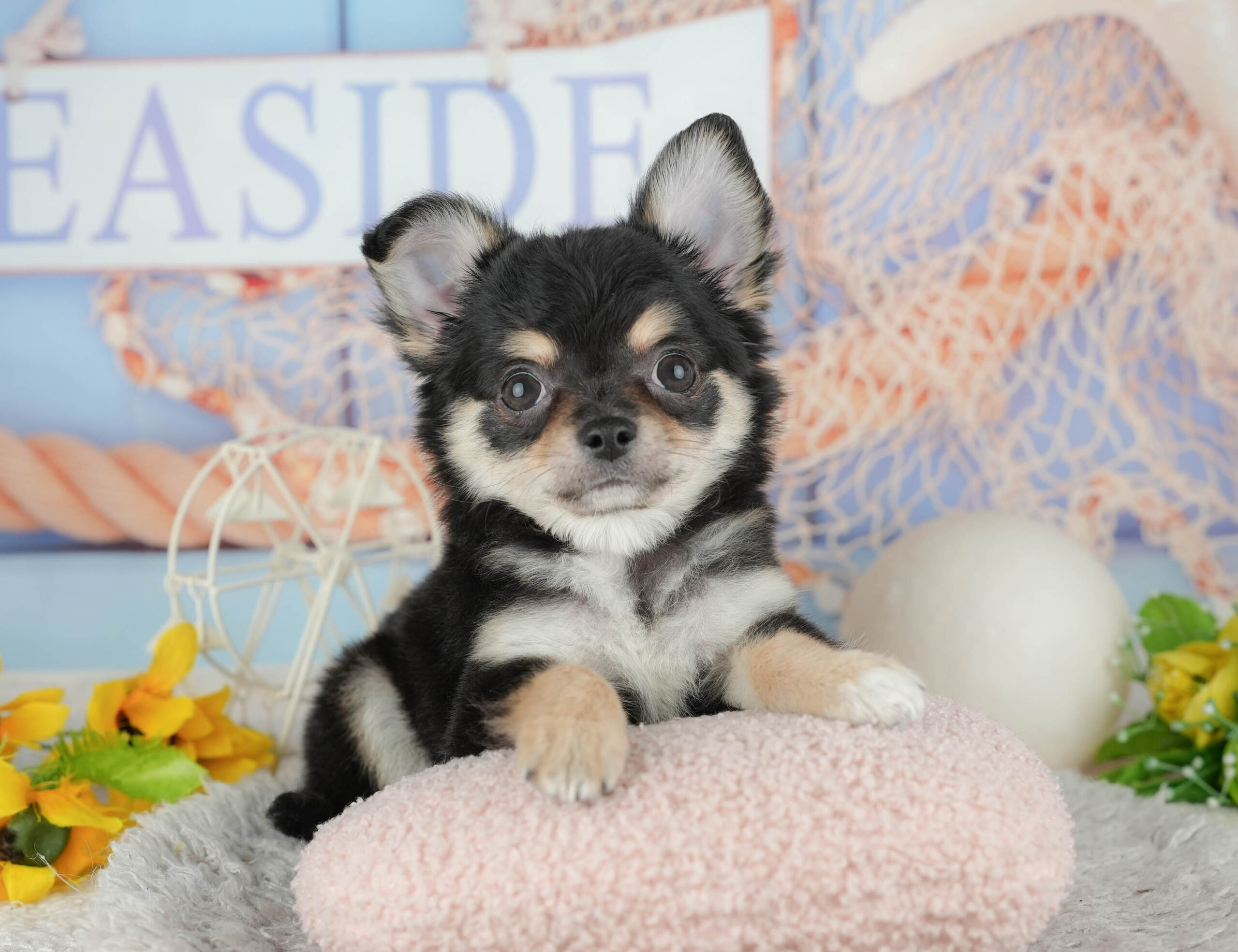 チワワ(ロング) | 男の子 | ブラックタン＆ホワイト | 2025年11月22日