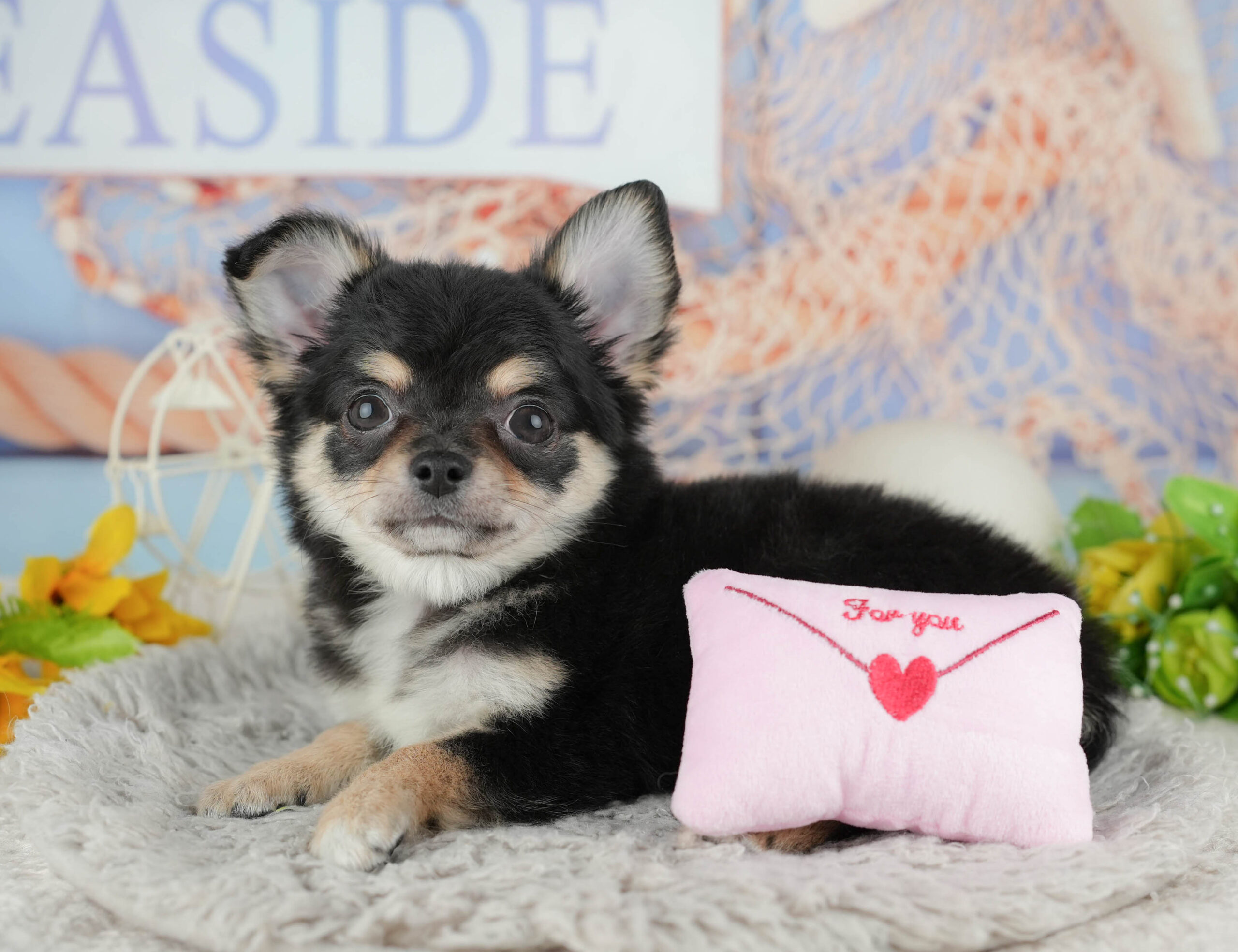 チワワ(ロング) | 男の子 | ブラックタン＆ホワイト | 2025年11月22日