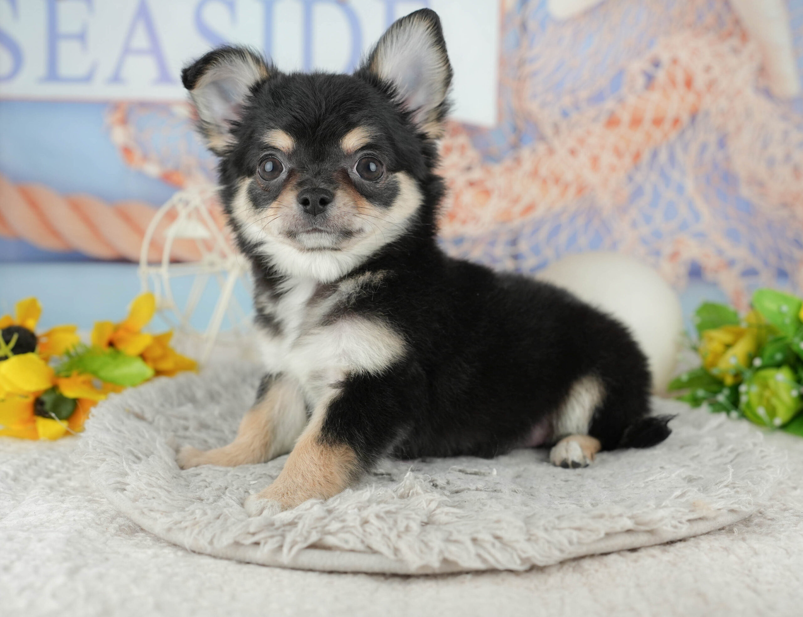 チワワ(ロング) | 男の子 | ブラックタン＆ホワイト | 2025年11月22日