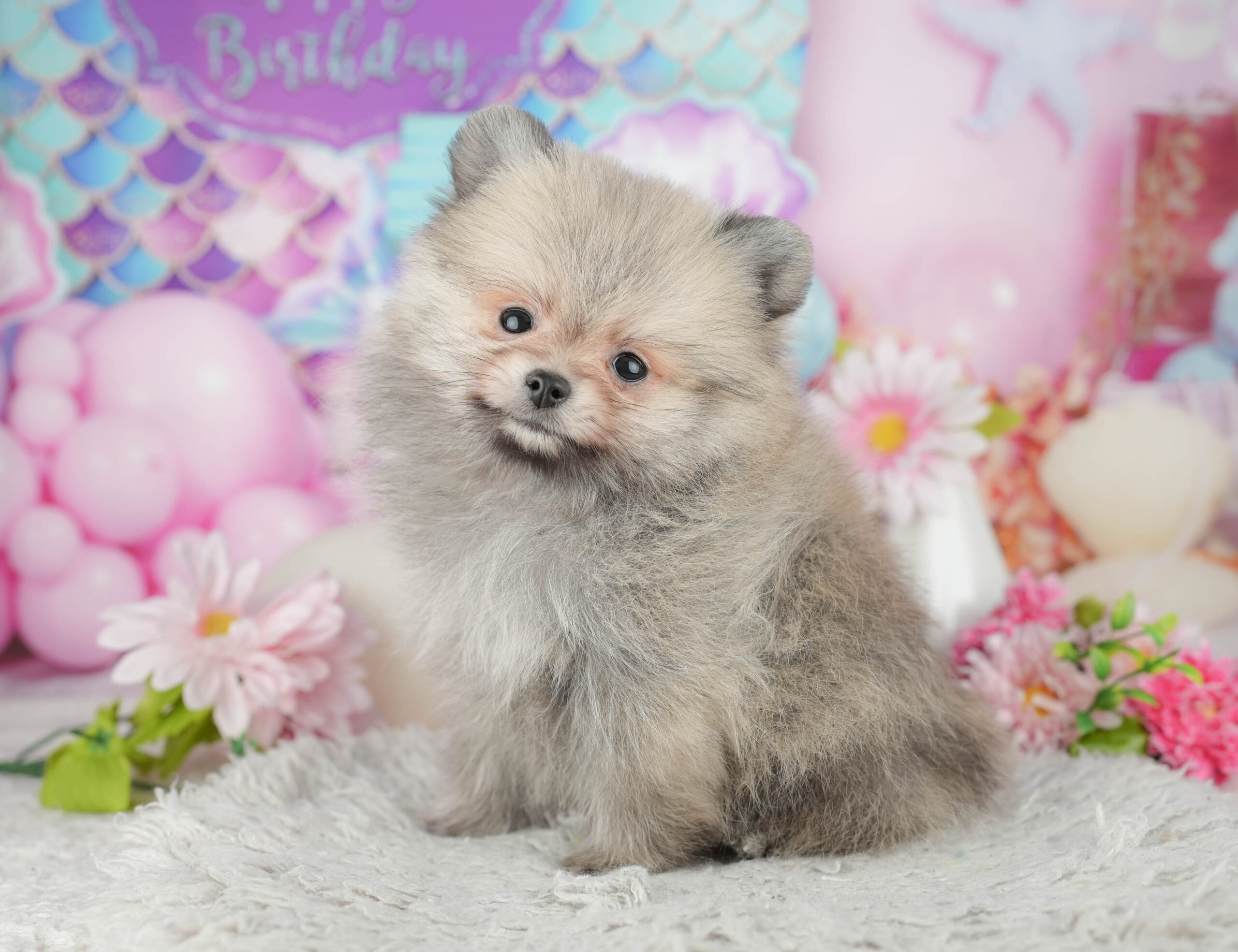 ポメラニアン | 男の子 | オレンジ | 2025年11月23日