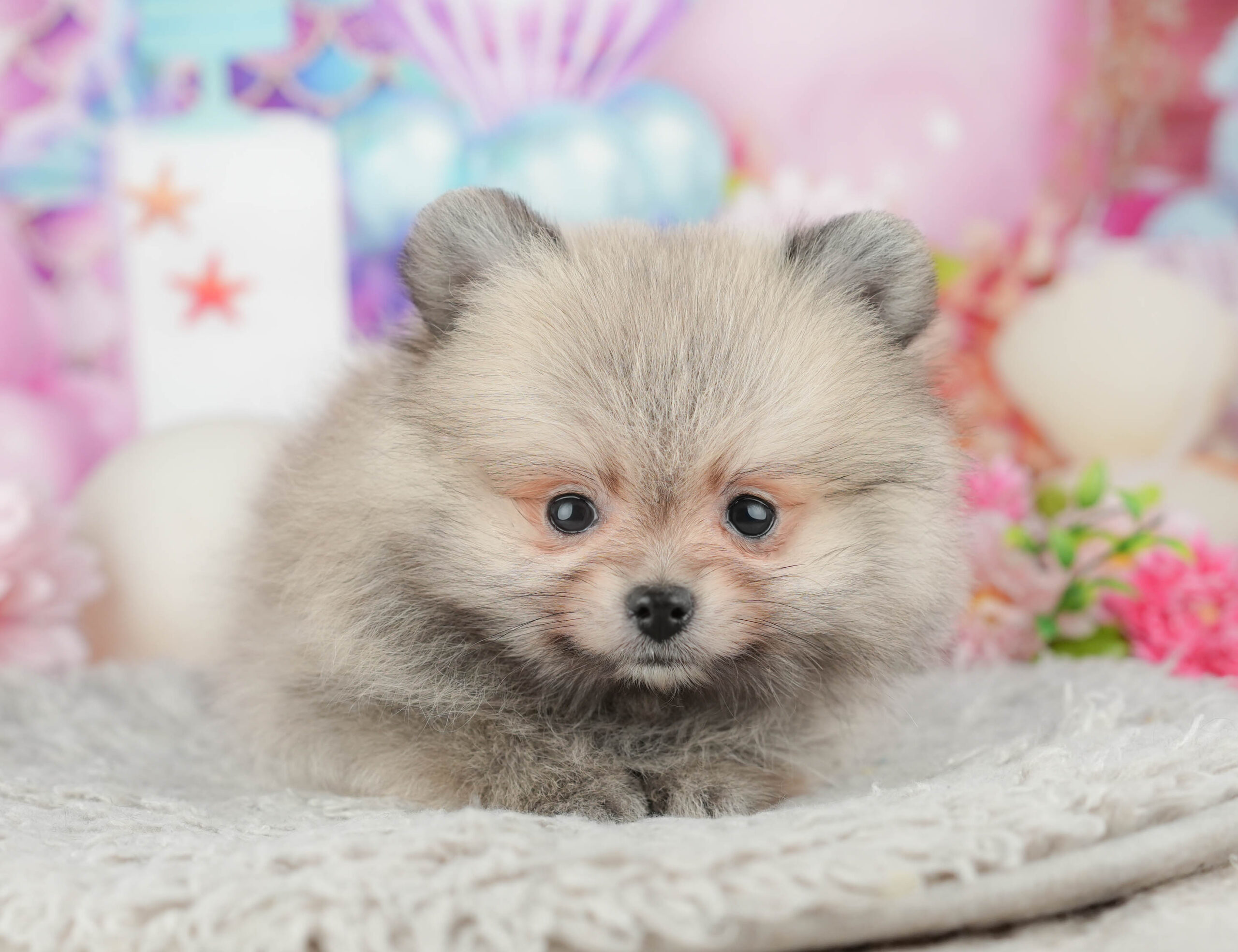 ポメラニアン | 男の子 | オレンジ | 2025年11月23日