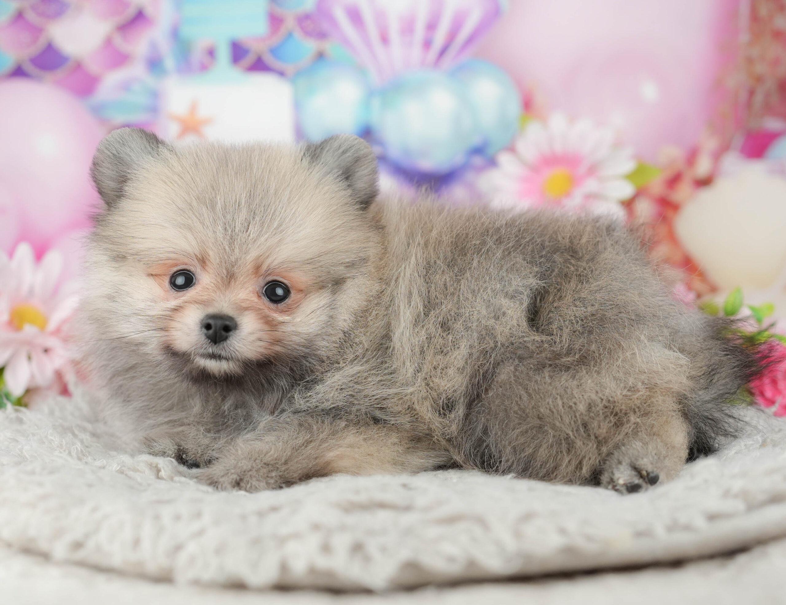 ポメラニアン | 男の子 | オレンジ | 2025年11月23日