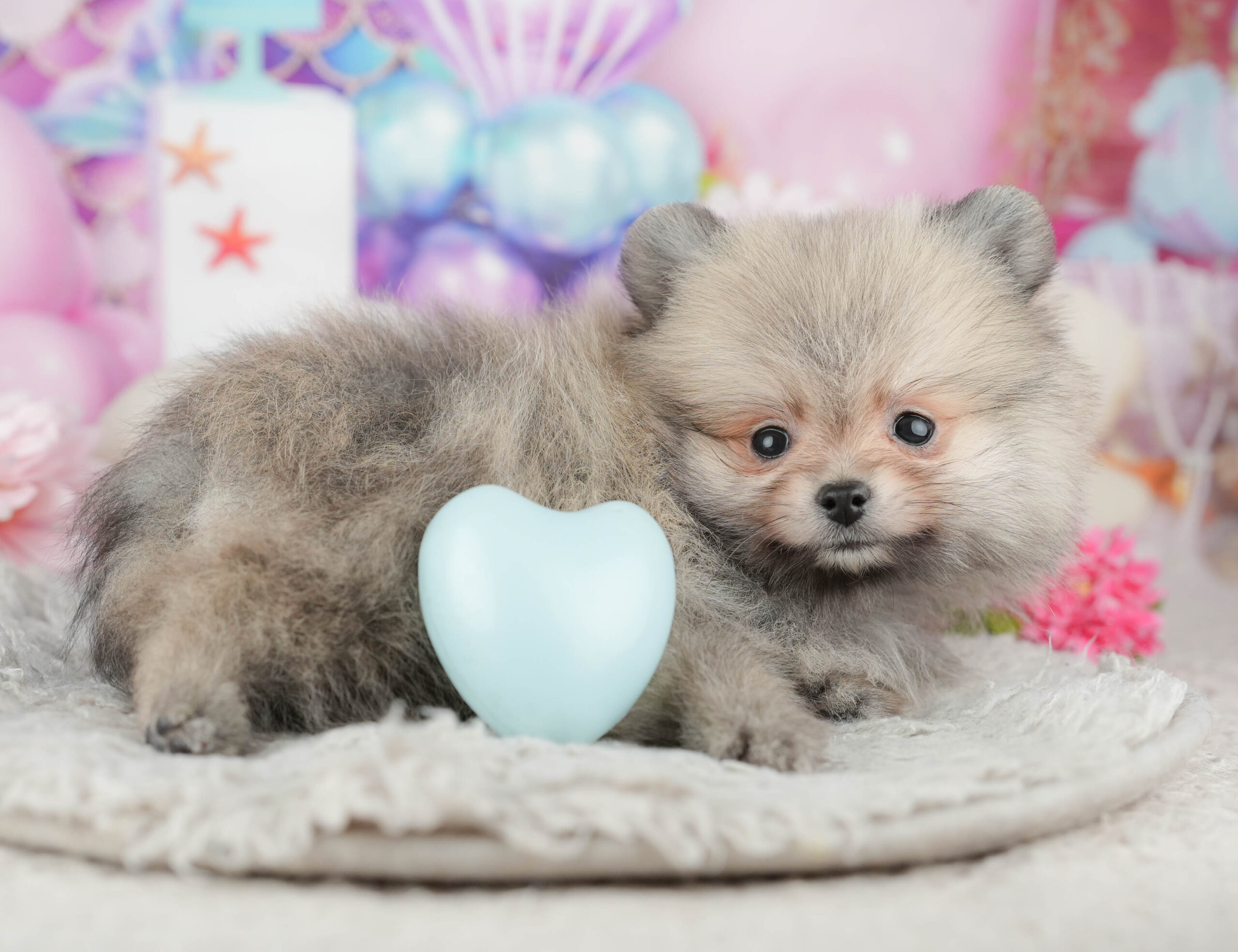 ポメラニアン | 男の子 | オレンジ | 2025年11月23日