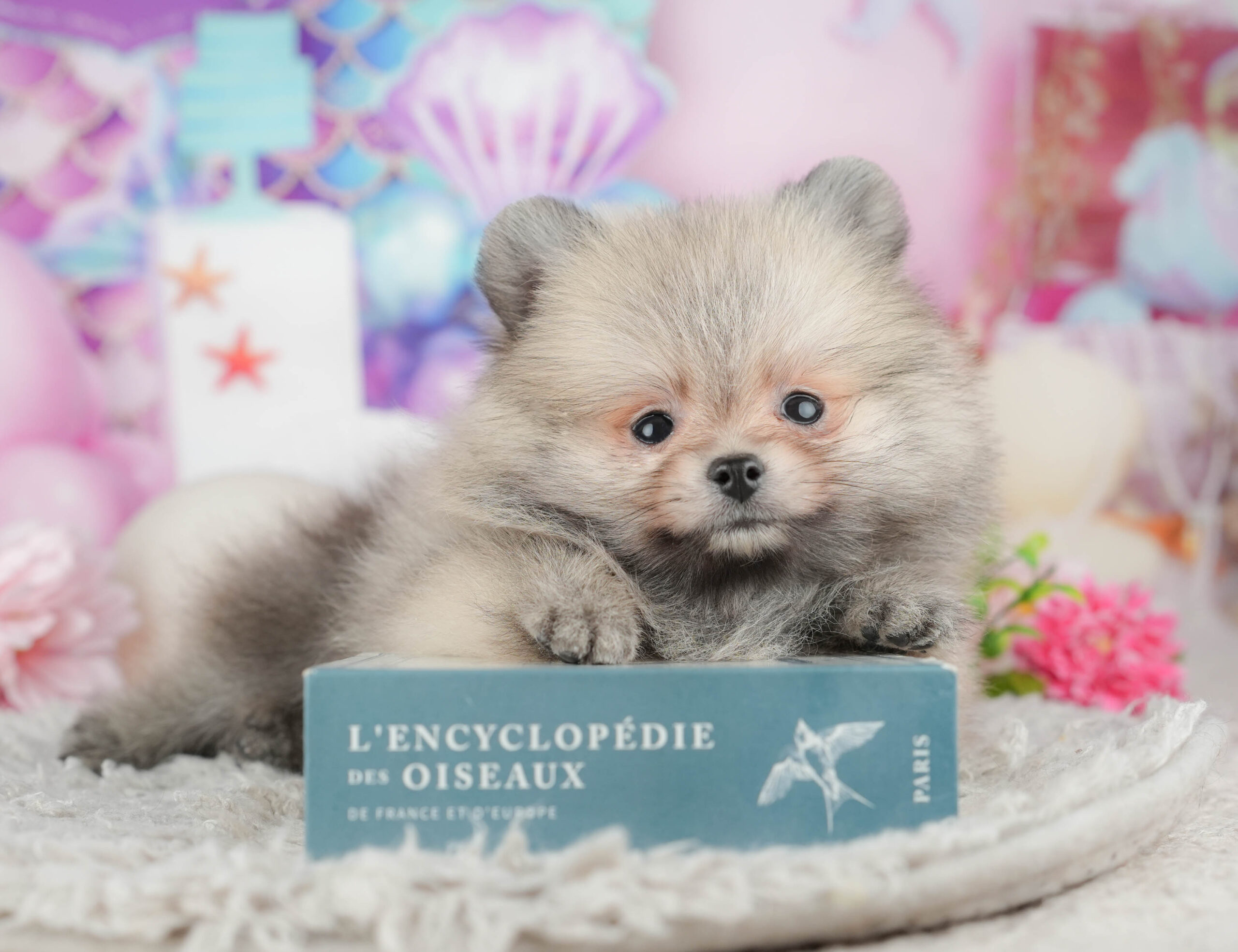 ポメラニアン | 男の子 | オレンジ | 2025年11月23日