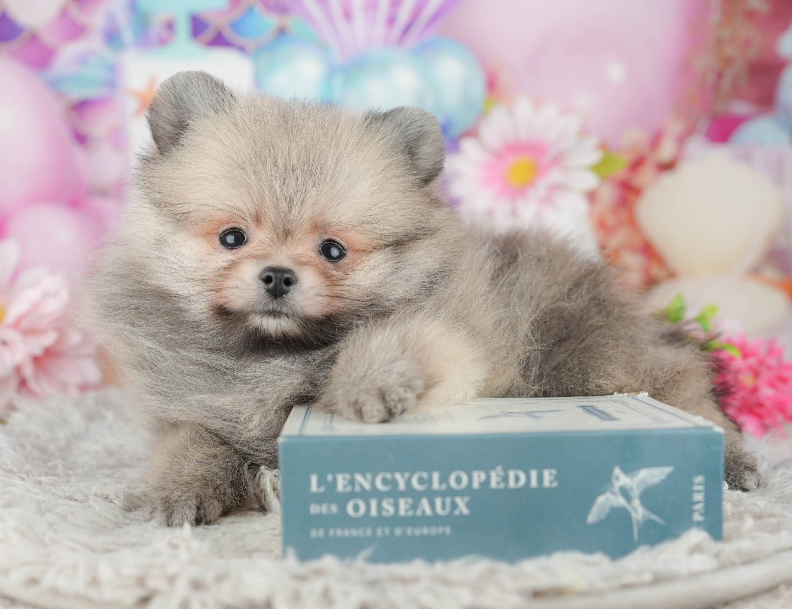 ポメラニアン | 男の子 | オレンジ | 2025年11月23日