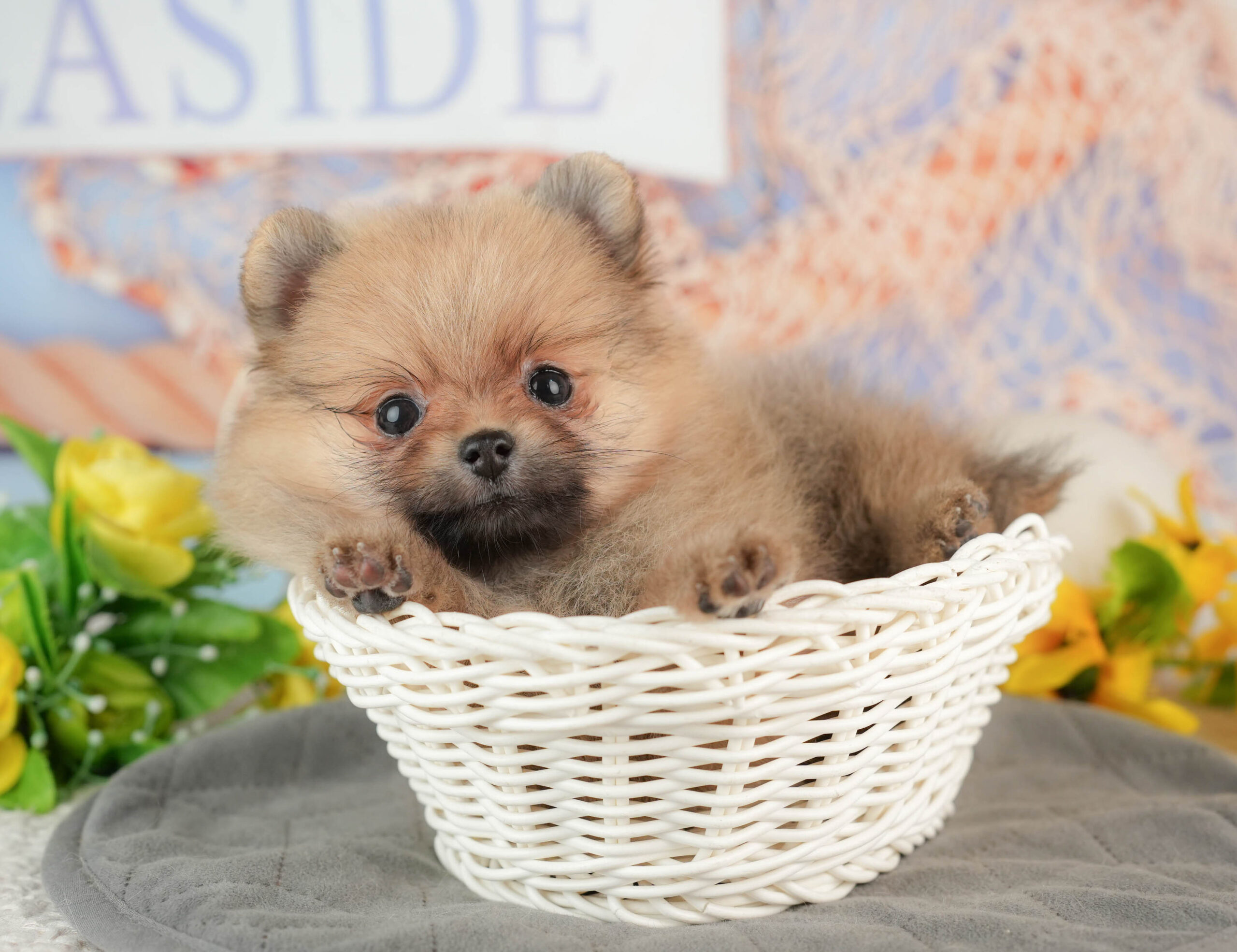 ポメラニアン | 女の子 | オレンジ | 2025年11月23日