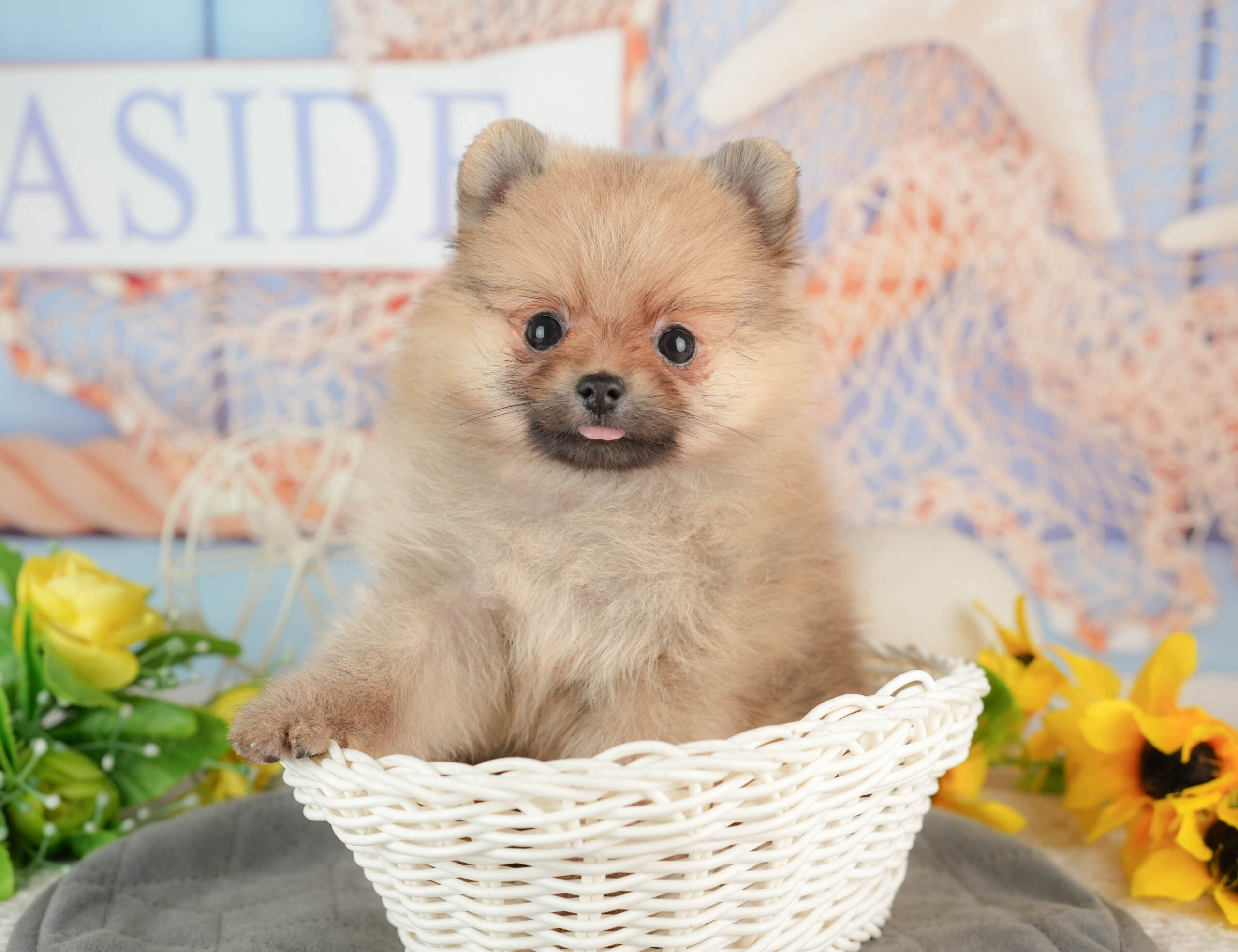 ポメラニアン | 女の子 | オレンジ | 2025年11月23日