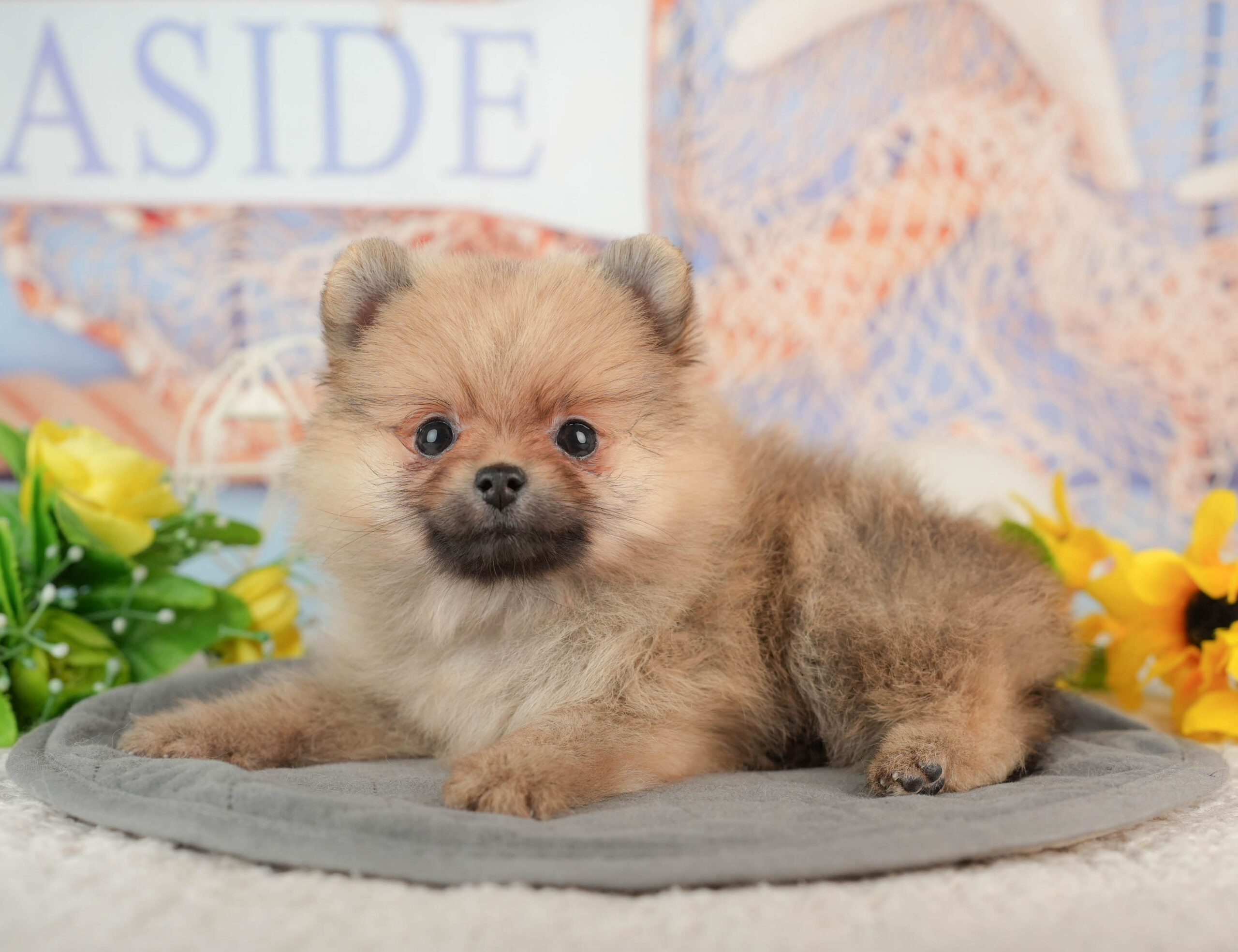 ポメラニアン | 女の子 | オレンジ | 2025年11月23日