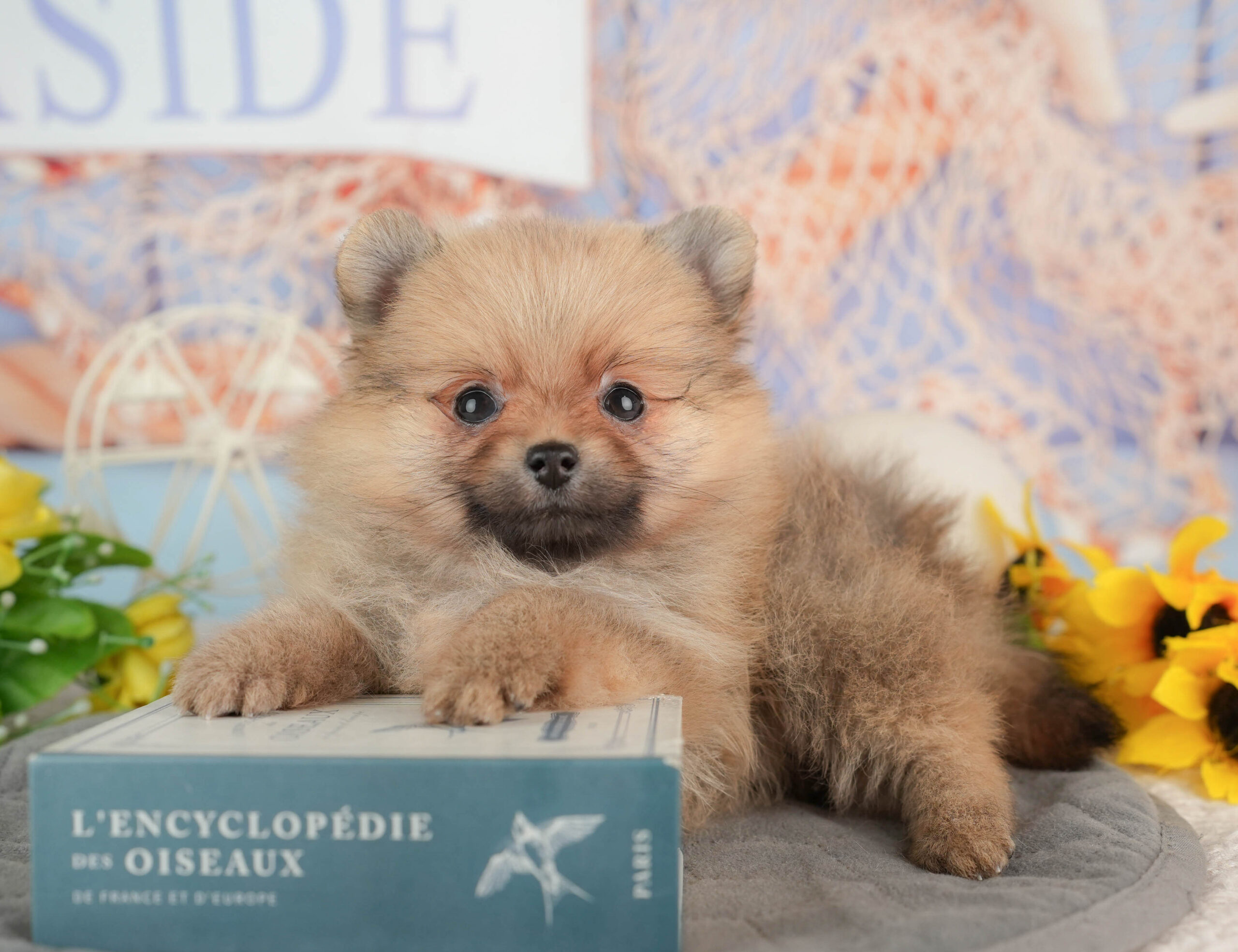 ポメラニアン | 女の子 | オレンジ | 2025年11月23日