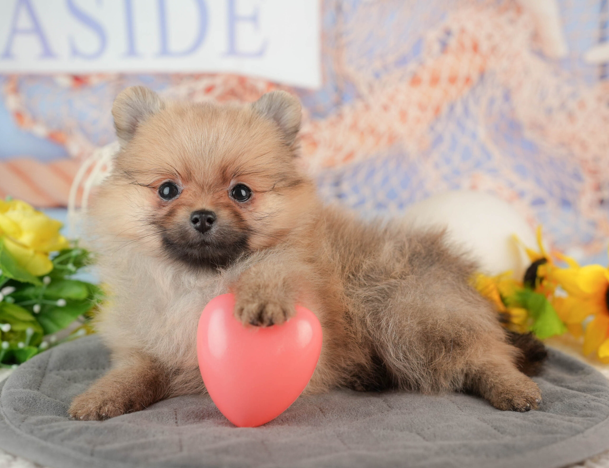 ポメラニアン | 女の子 | オレンジ | 2025年11月23日