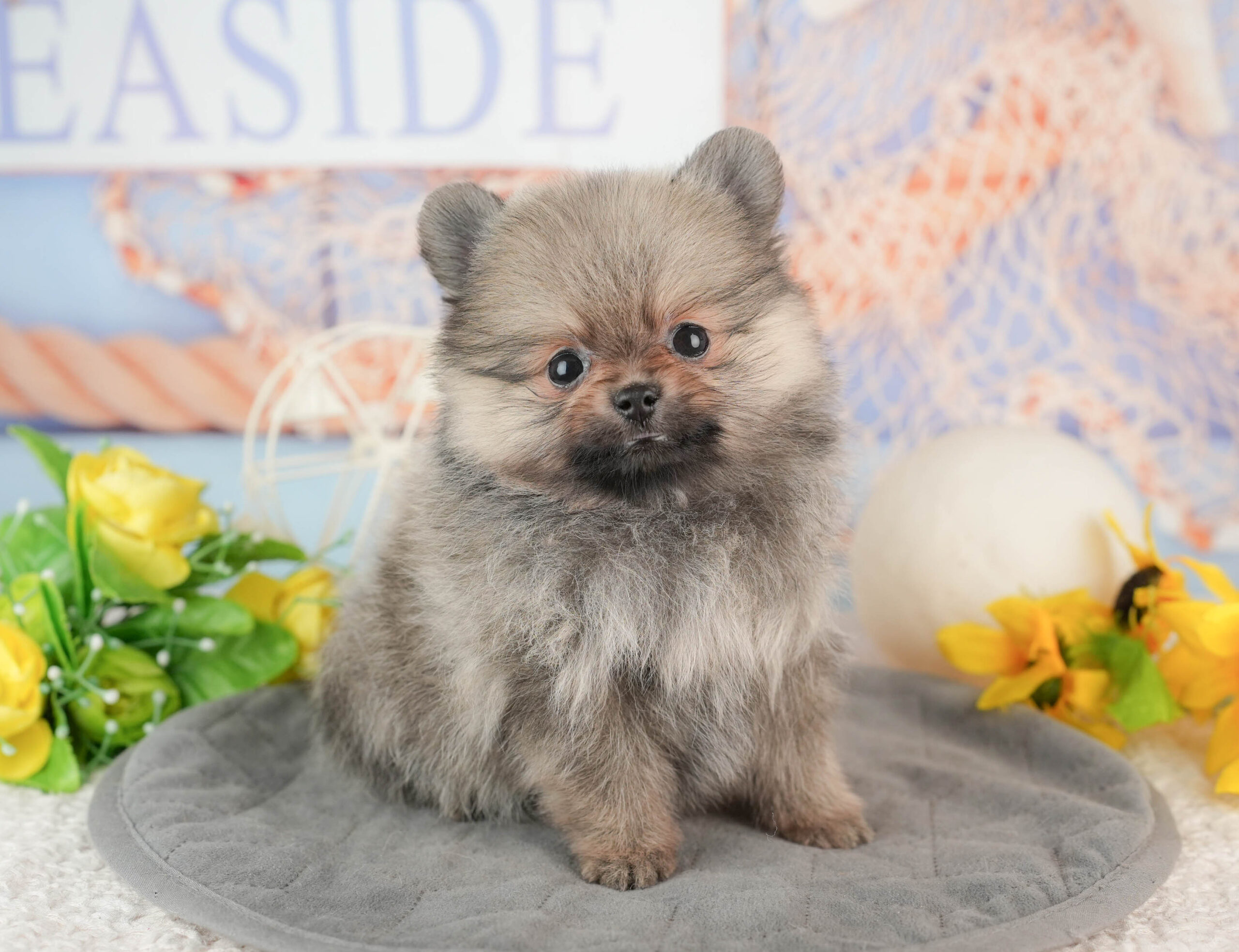 ポメラニアン | 女の子 | オレンジ | 2025年11月23日