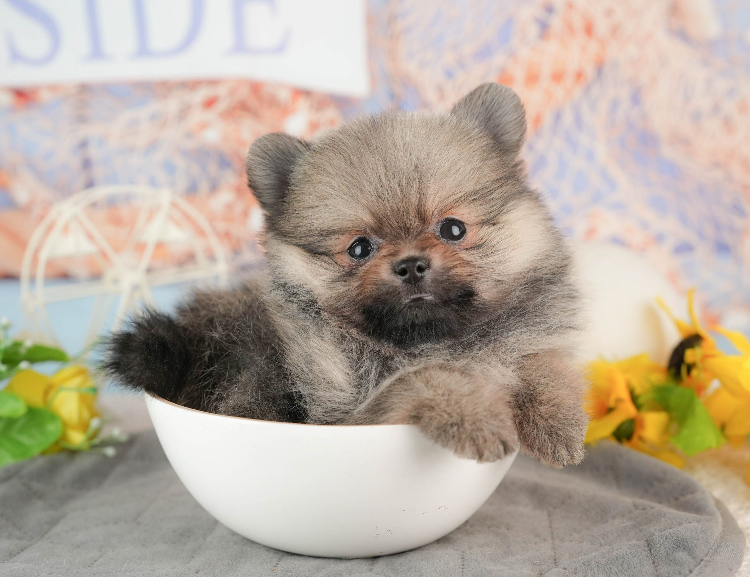 ポメラニアン | 女の子 | オレンジ | 2025年11月23日