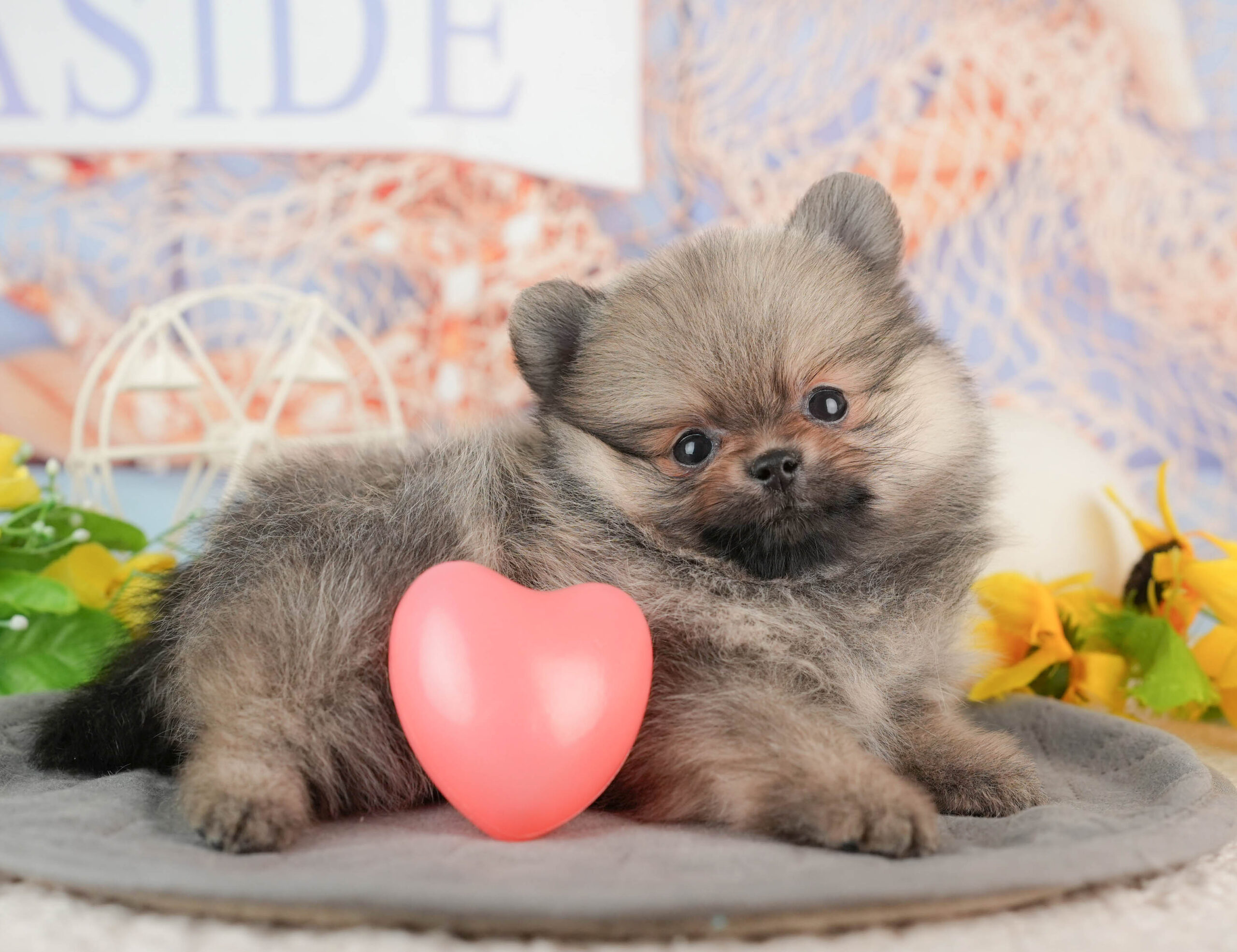 ポメラニアン | 女の子 | オレンジ | 2025年11月23日