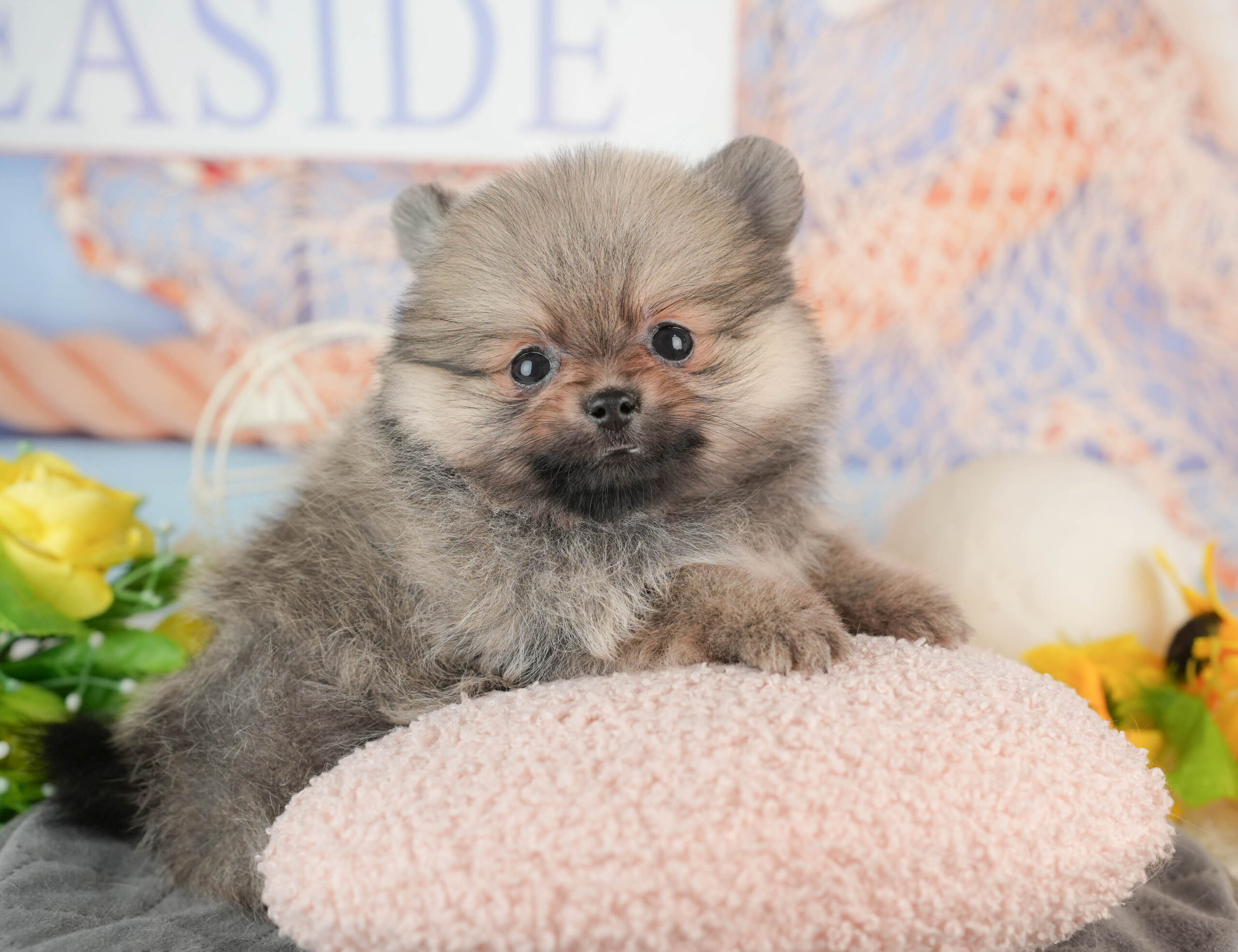 ポメラニアン | 女の子 | オレンジ | 2025年11月23日