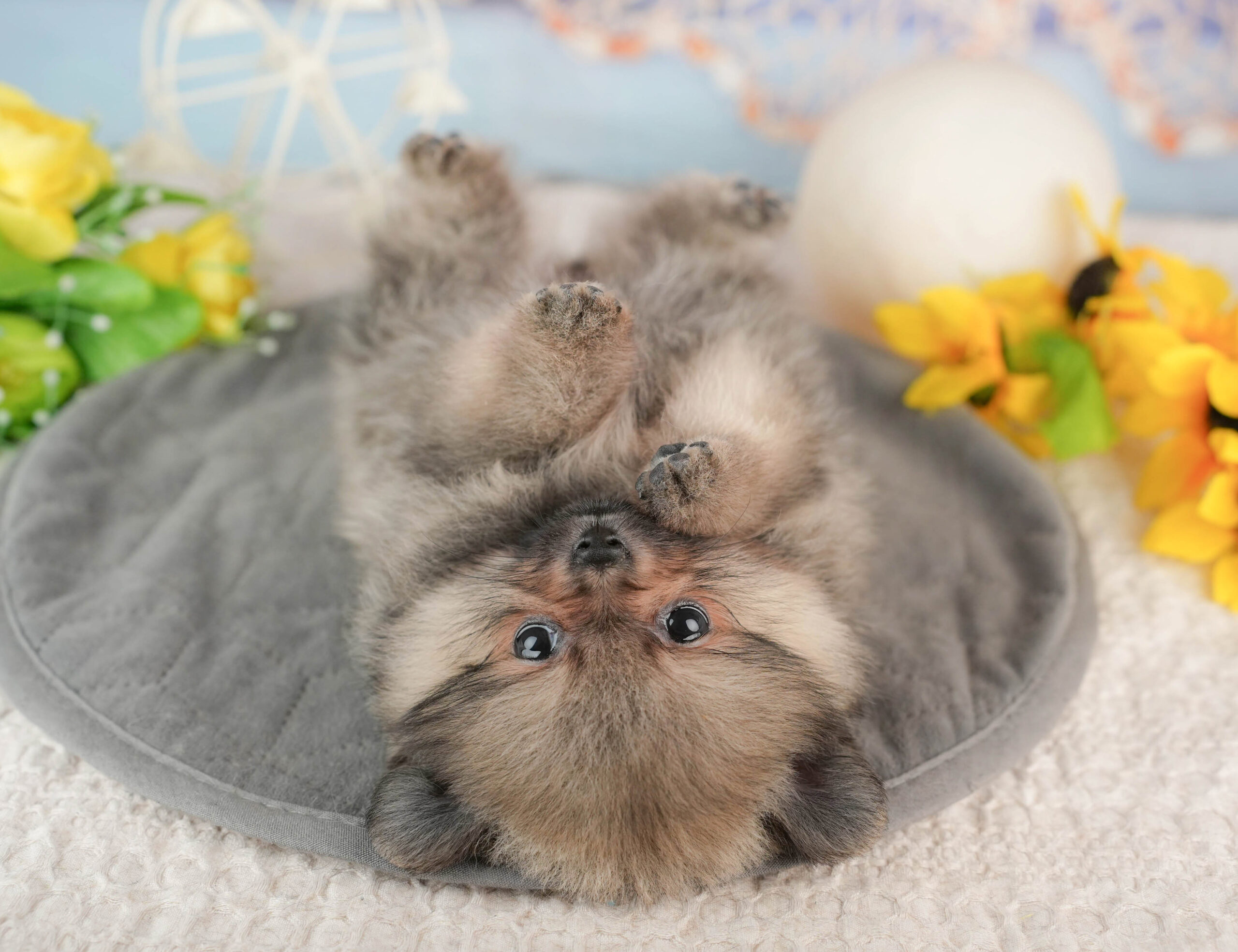 ポメラニアン | 女の子 | オレンジ | 2025年11月23日