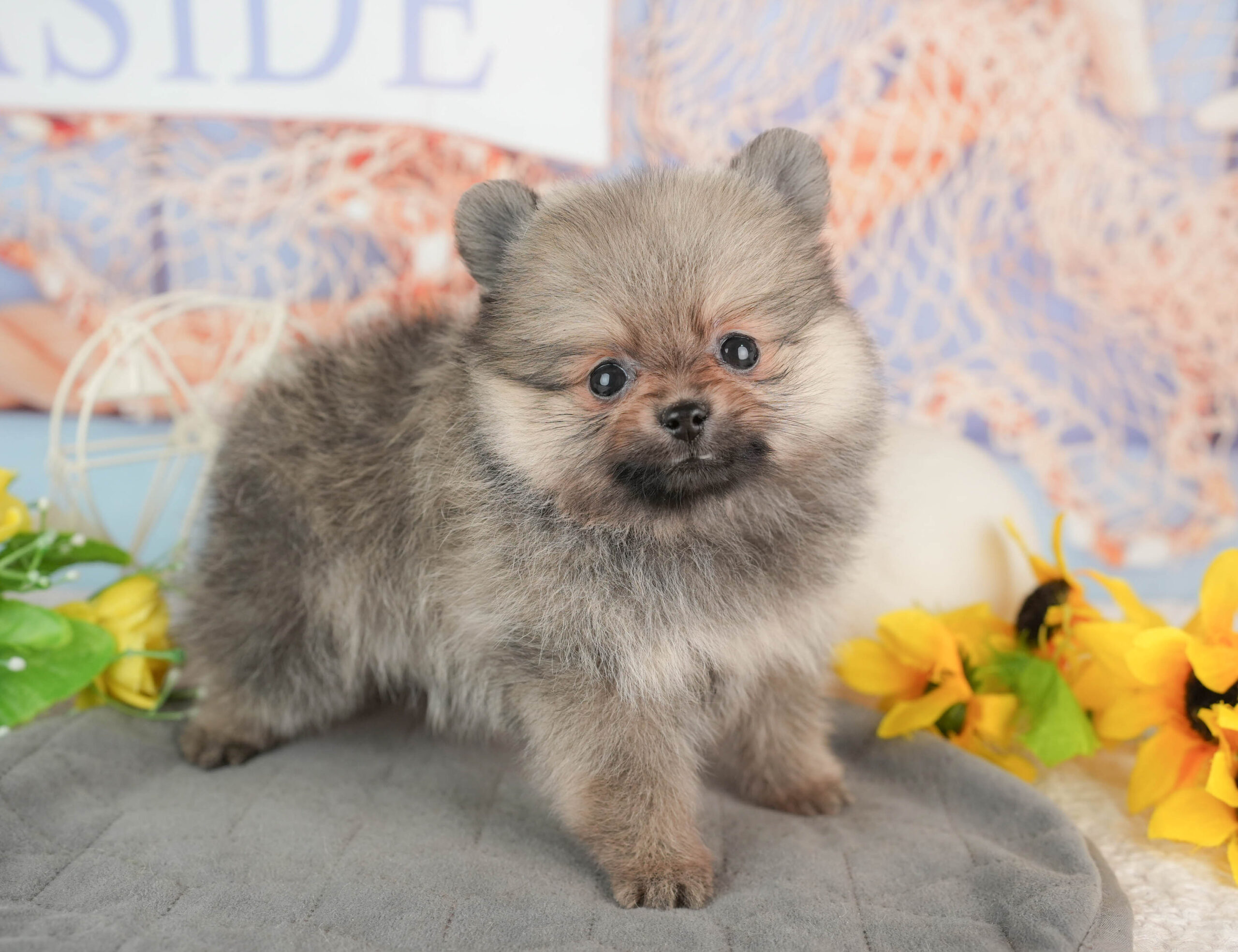 ポメラニアン | 女の子 | オレンジ | 2025年11月23日