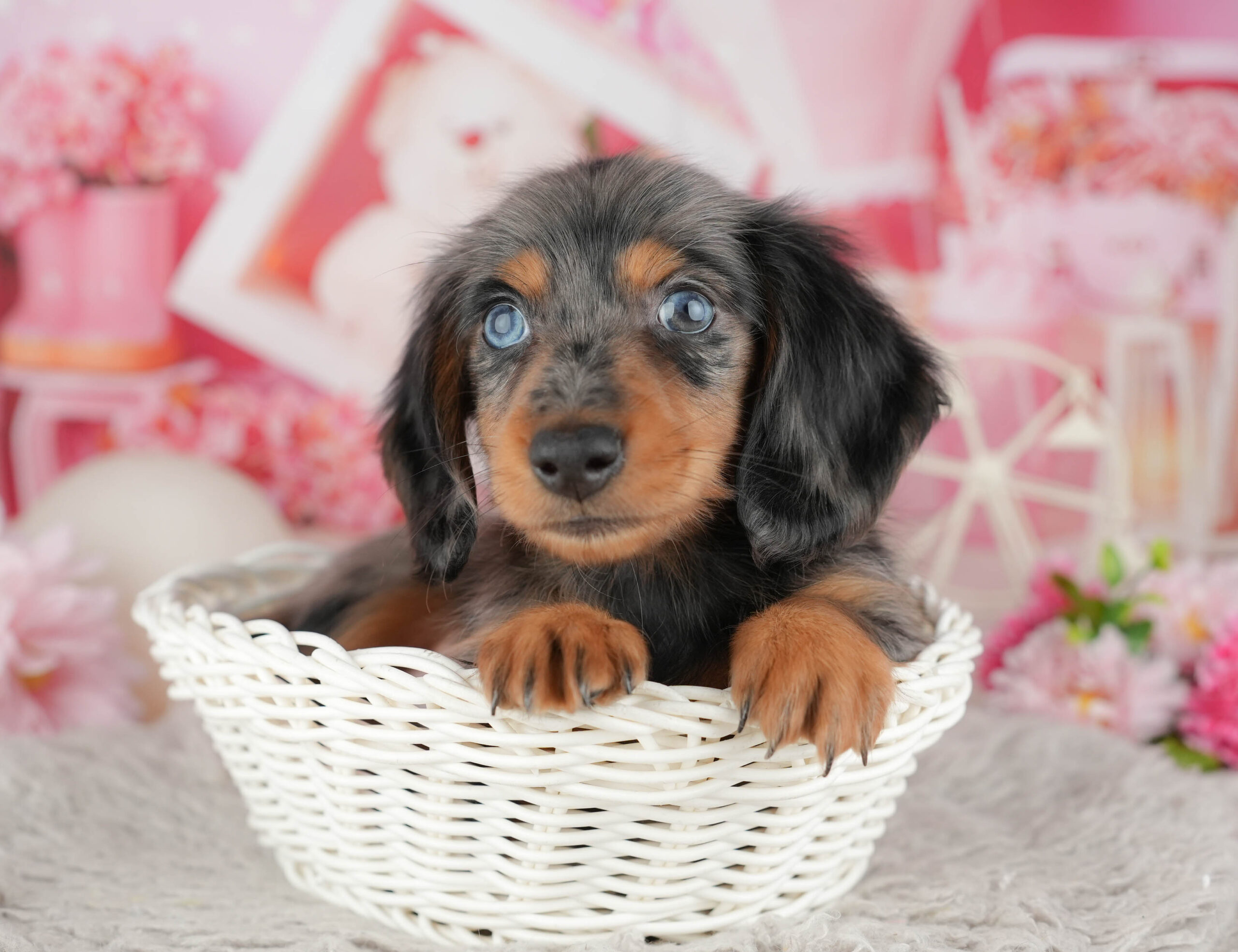 ミニチュア・ダックスフンド(ロング) | 男の子 | シルバーダップル | 2025年11月25日