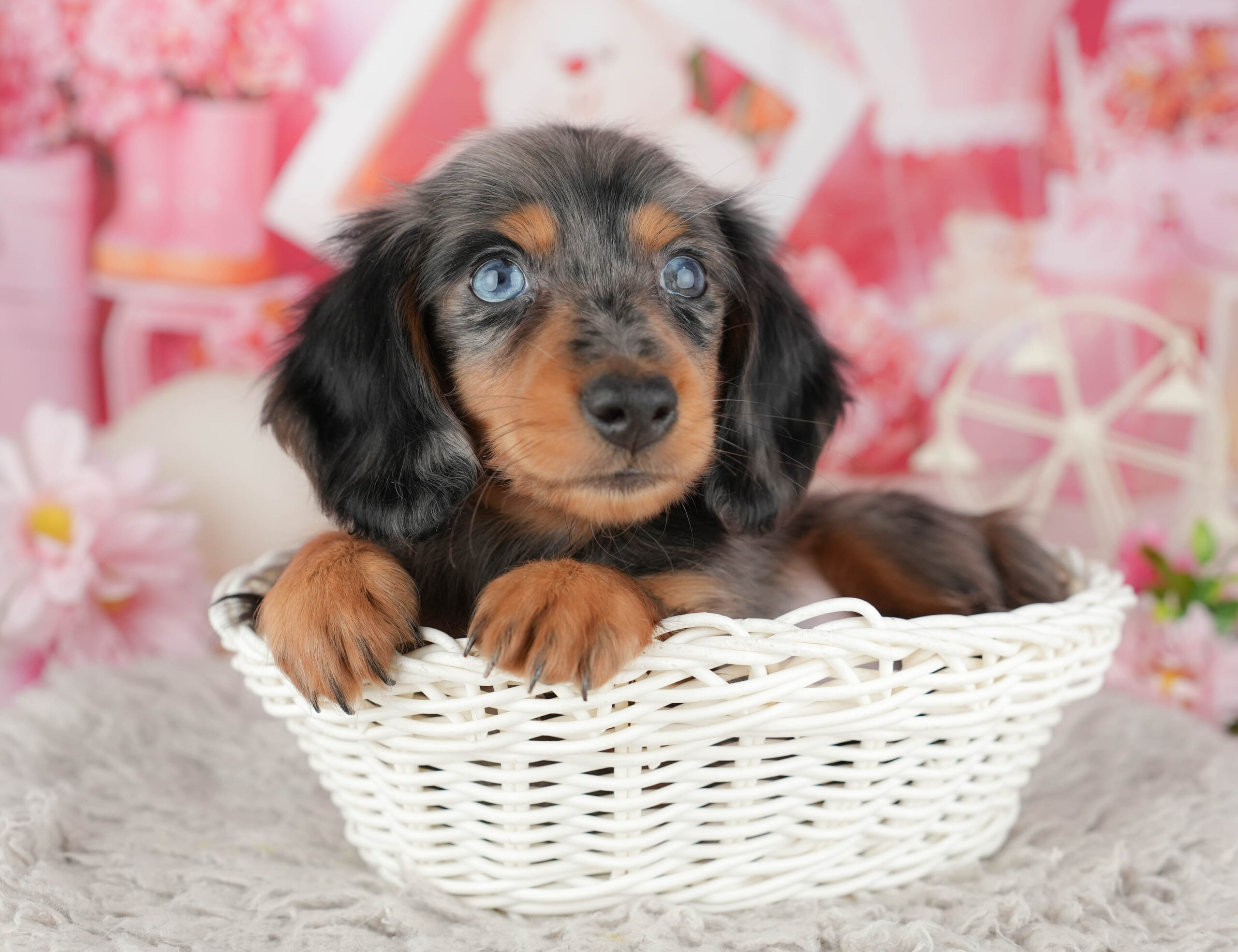 ミニチュア・ダックスフンド(ロング) | 男の子 | シルバーダップル | 2025年11月25日