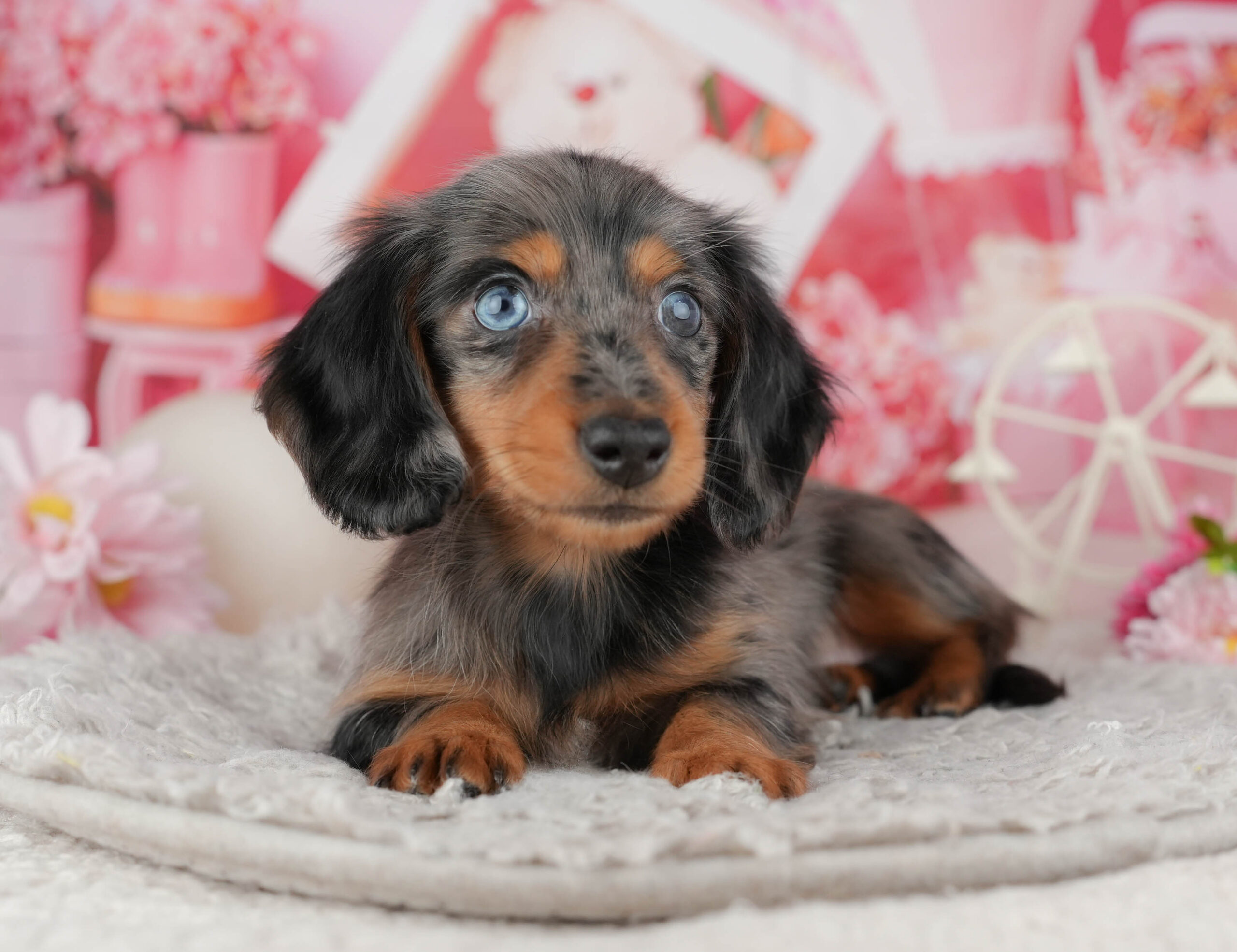 ミニチュア・ダックスフンド(ロング) | 男の子 | シルバーダップル | 2025年11月25日