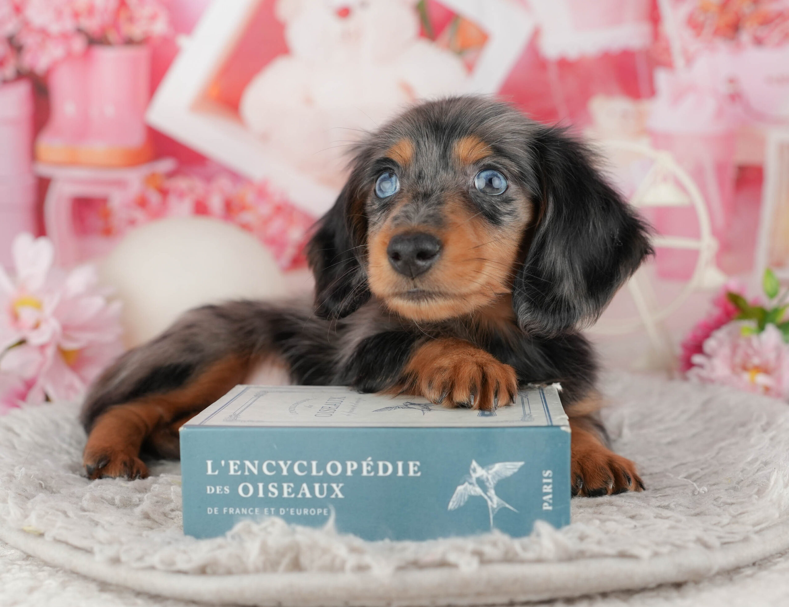 ミニチュア・ダックスフンド(ロング) | 男の子 | シルバーダップル | 2025年11月25日