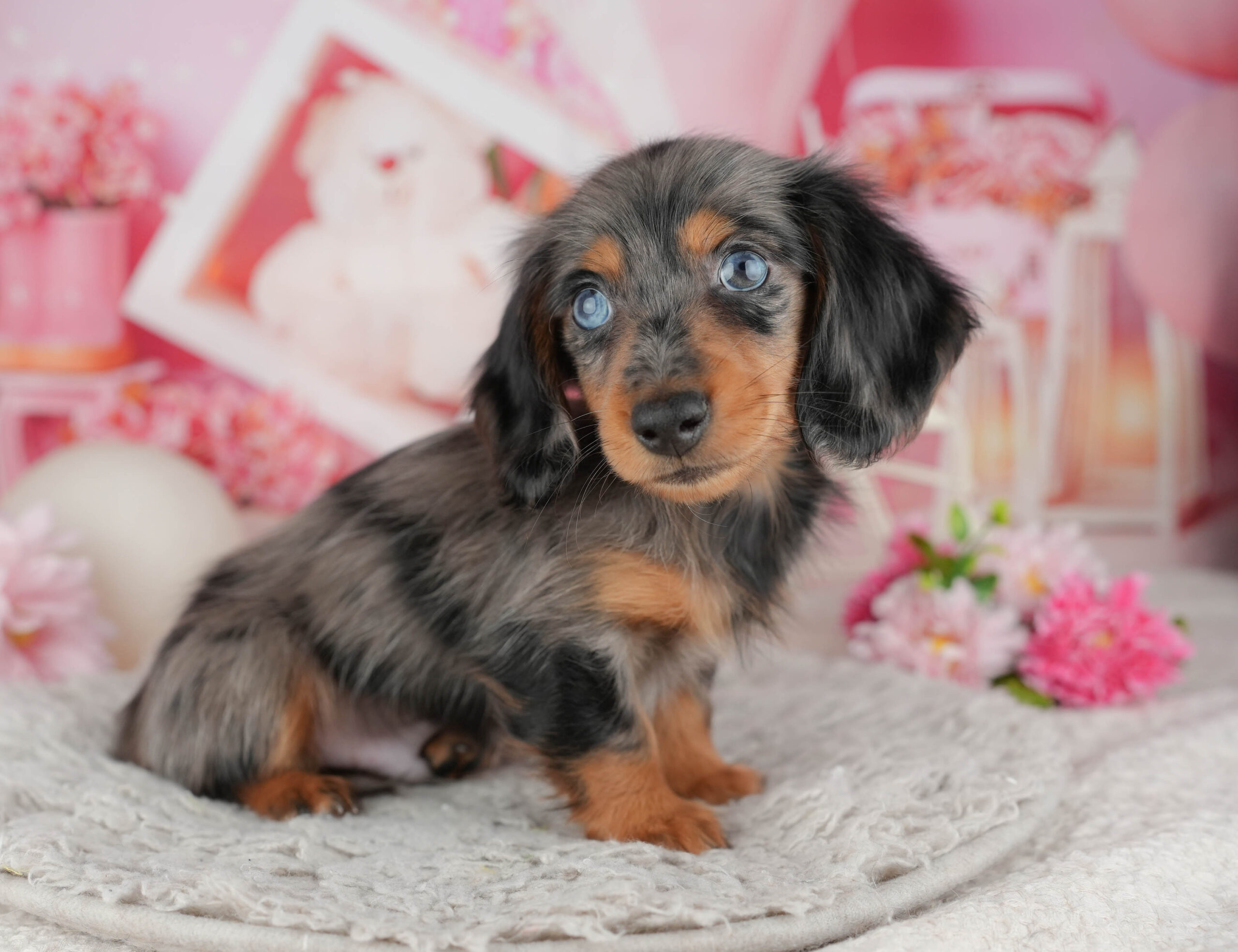 ミニチュア・ダックスフンド(ロング) | 男の子 | シルバーダップル | 2025年11月25日