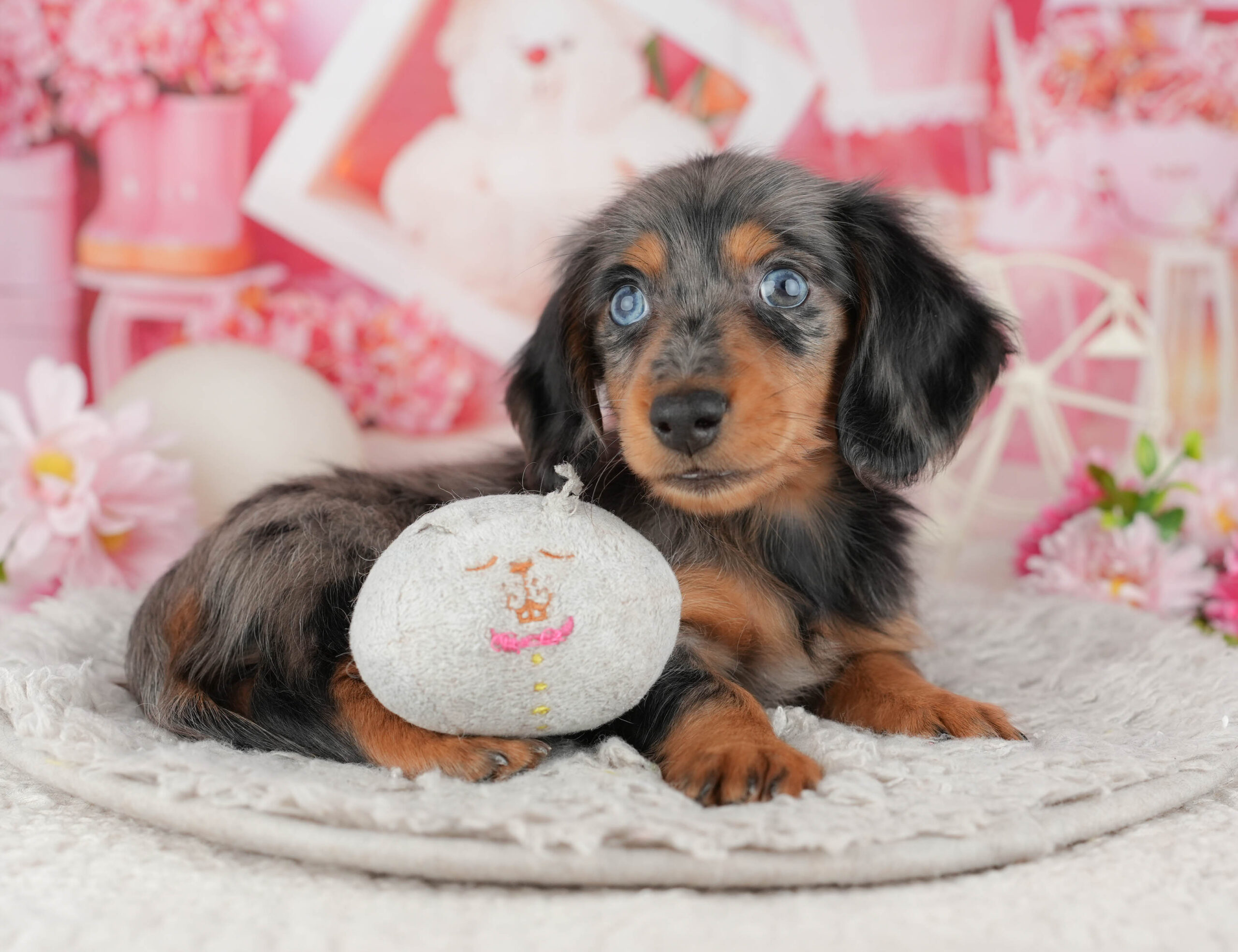 ミニチュア・ダックスフンド(ロング) | 男の子 | シルバーダップル | 2025年11月25日