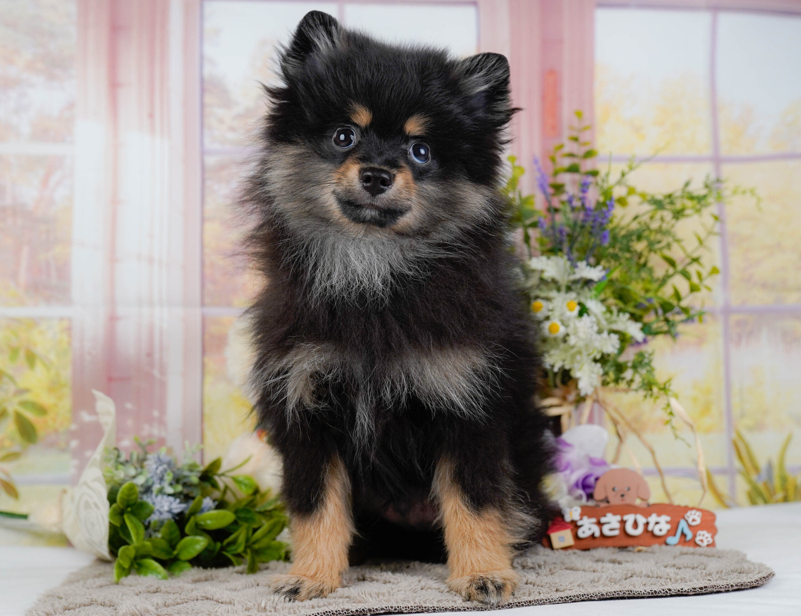 ポメラニアン | 男の子 | ブラック&タン | 2025年11月26日