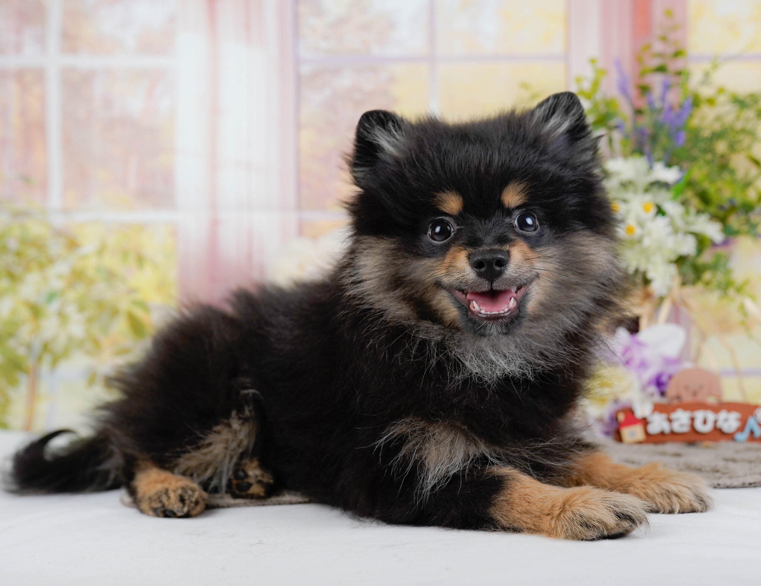 ポメラニアン | 男の子 | ブラック&タン | 2025年11月26日