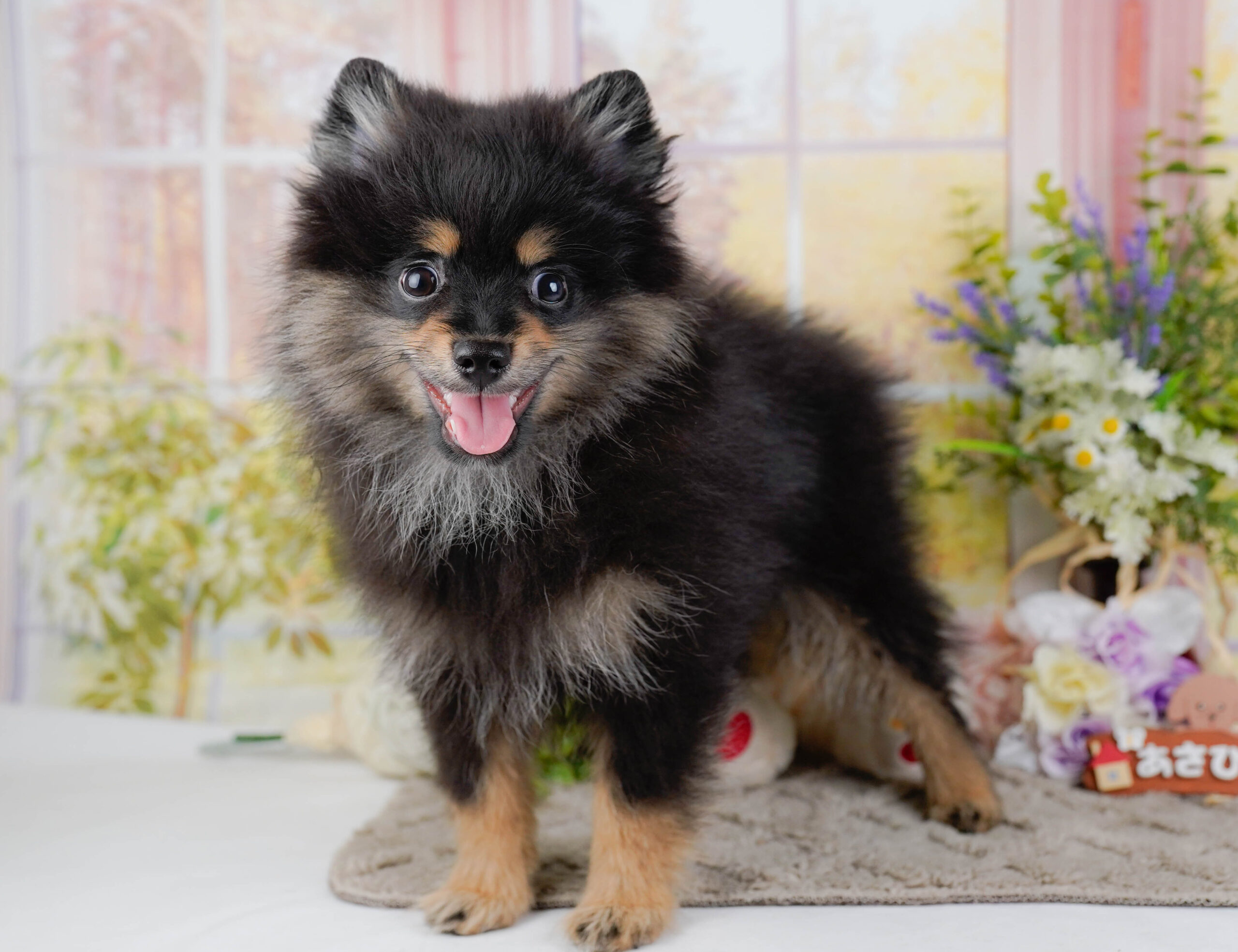ポメラニアン | 男の子 | ブラック&タン | 2025年11月26日