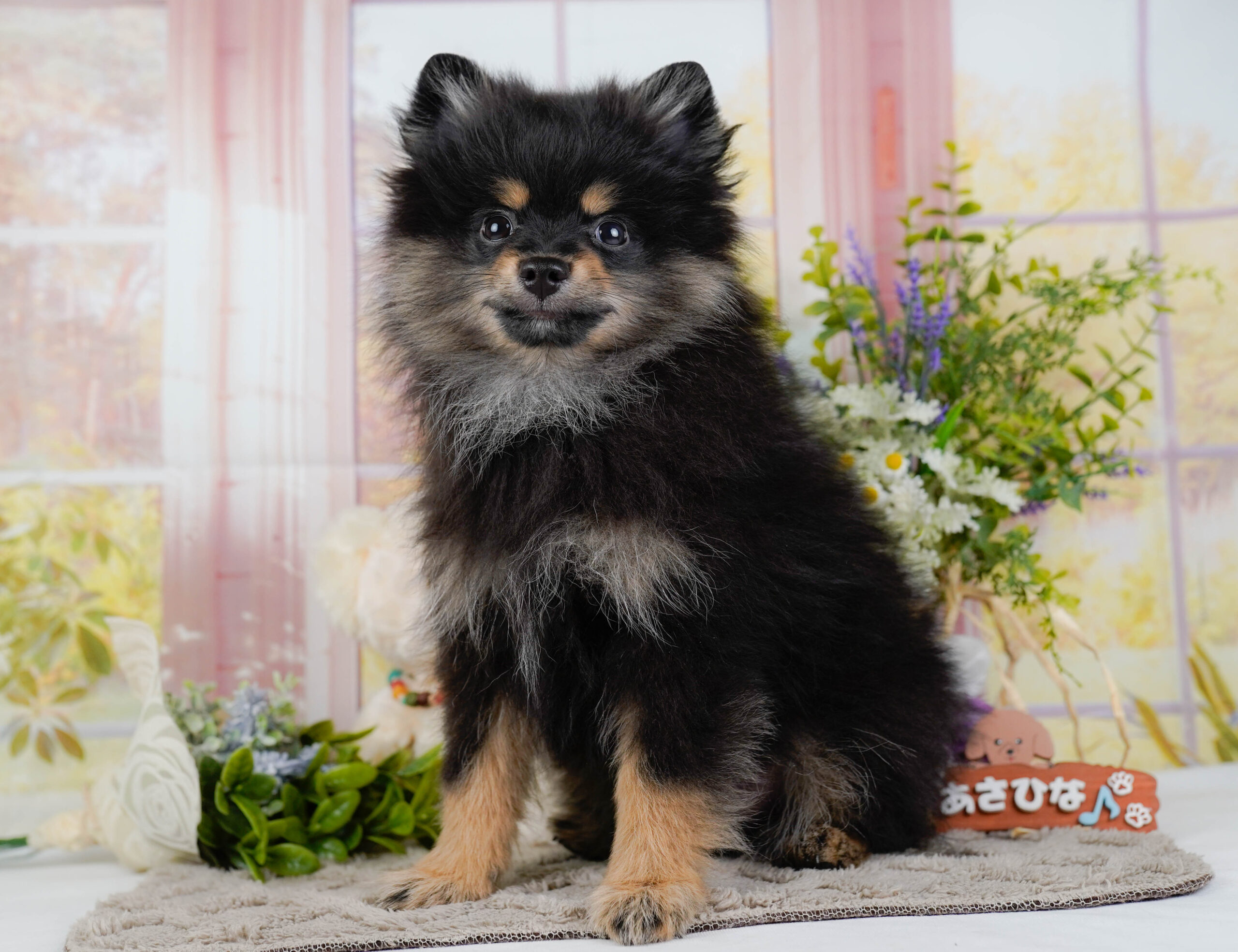 ポメラニアン | 男の子 | ブラック&タン | 2025年11月26日