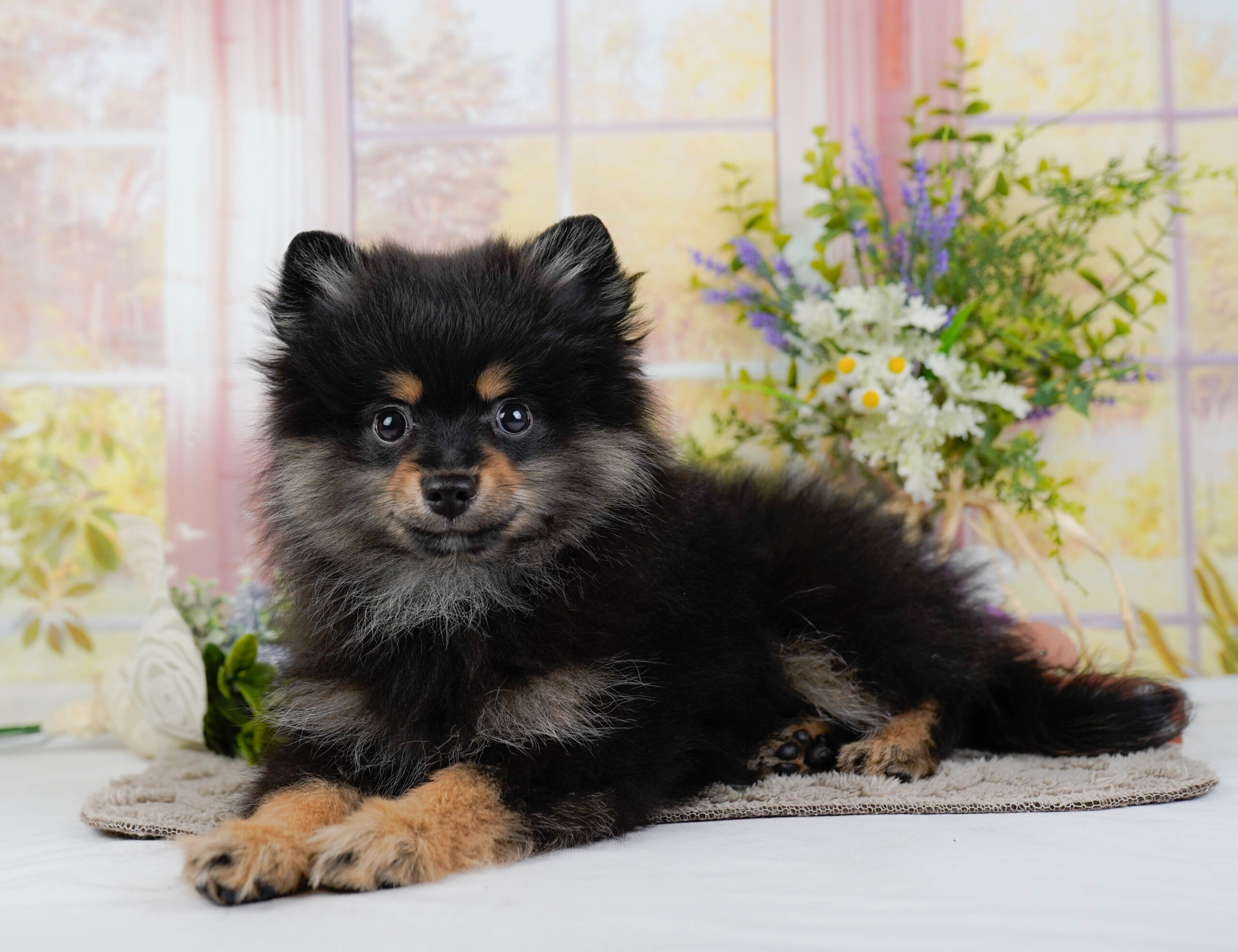 ポメラニアン | 男の子 | ブラック&タン | 2025年11月26日