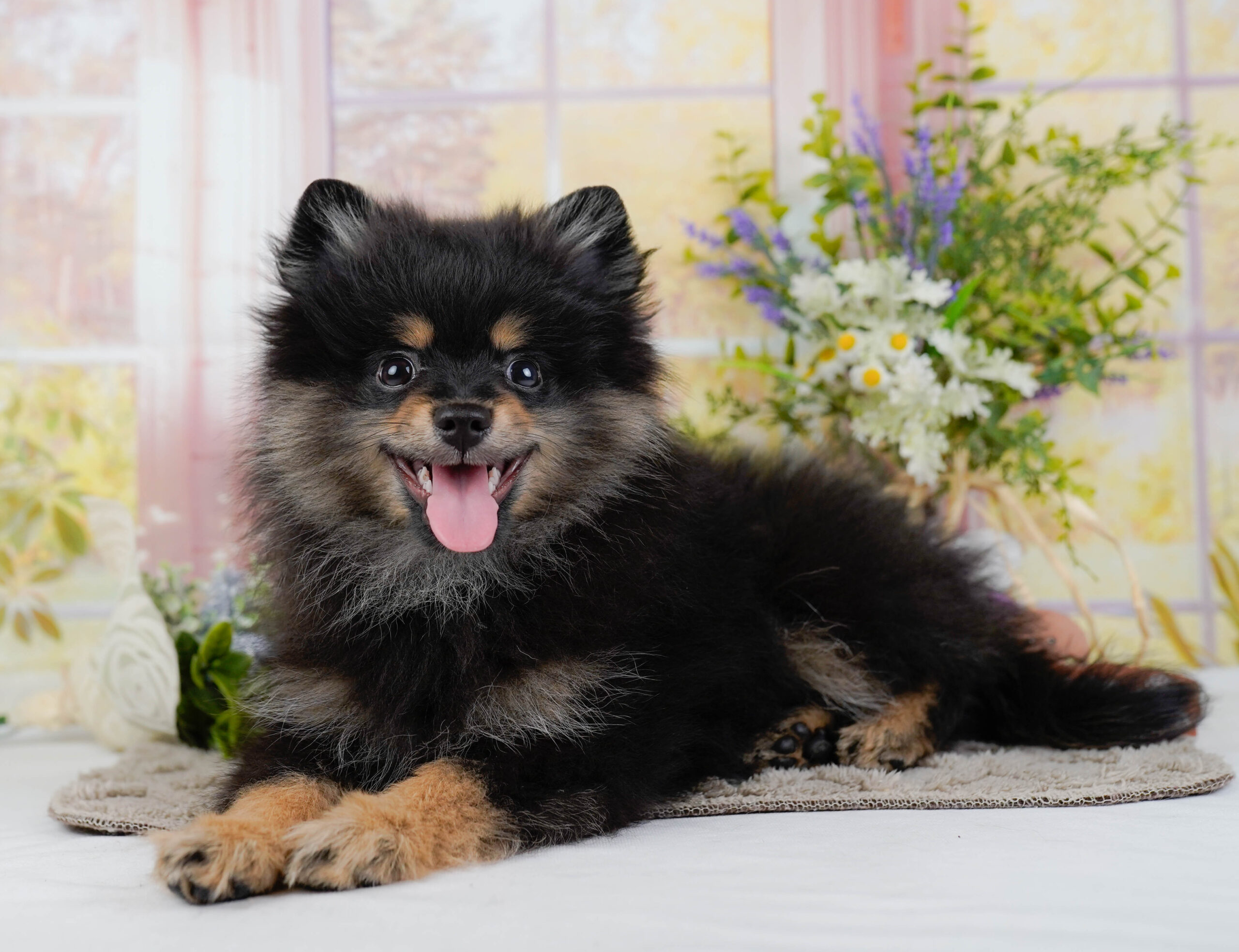 ポメラニアン | 男の子 | ブラック&タン | 2025年11月26日