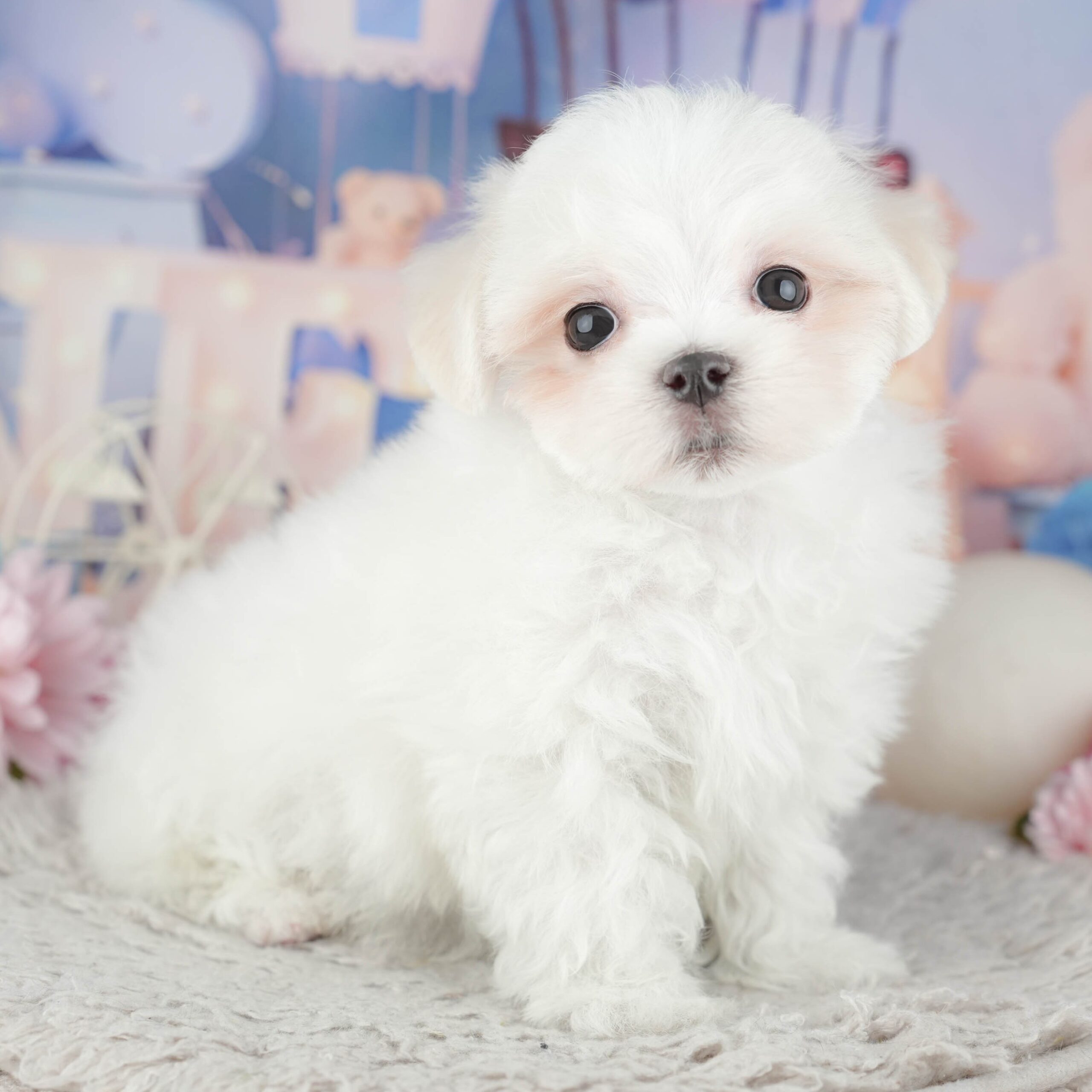 マルチーズ | 男の子 | ホワイト | 2025年11月28日