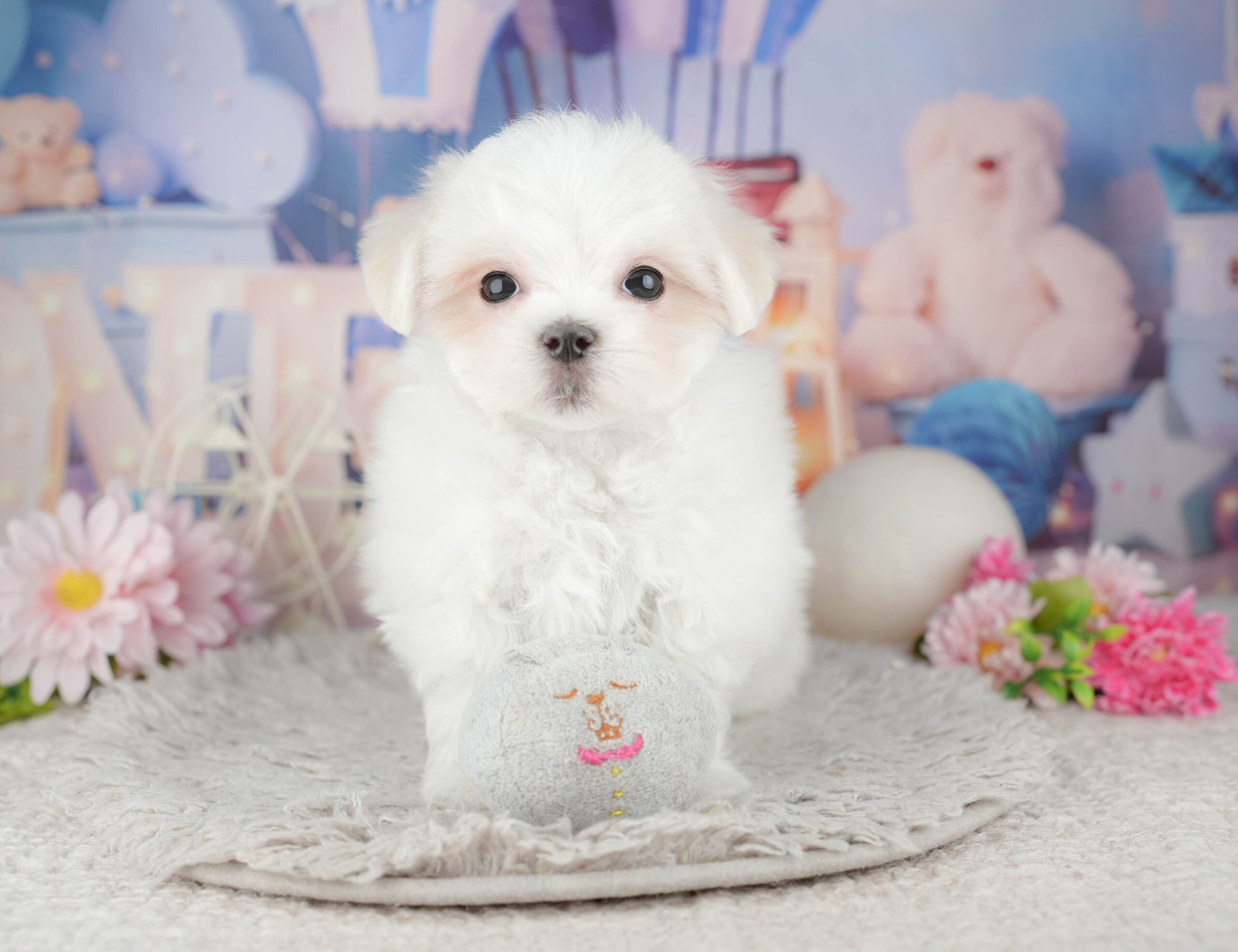 マルチーズ | 男の子 | ホワイト | 2025年11月28日