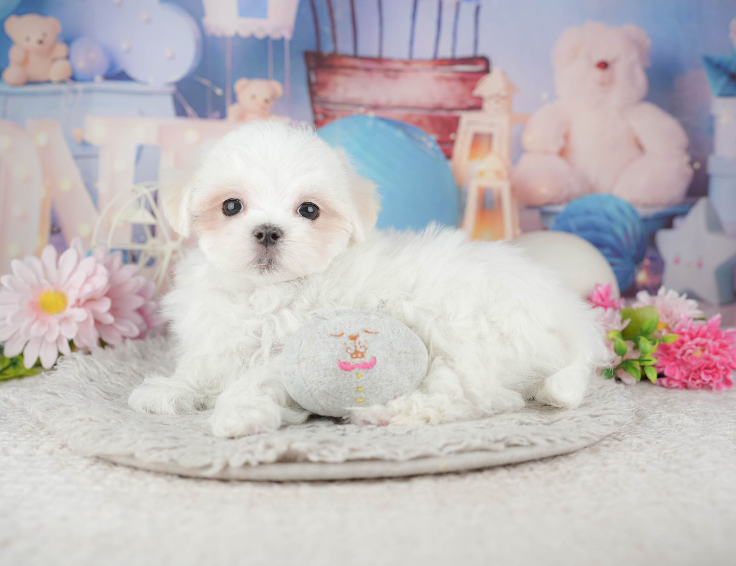 マルチーズ | 男の子 | ホワイト | 2025年11月28日