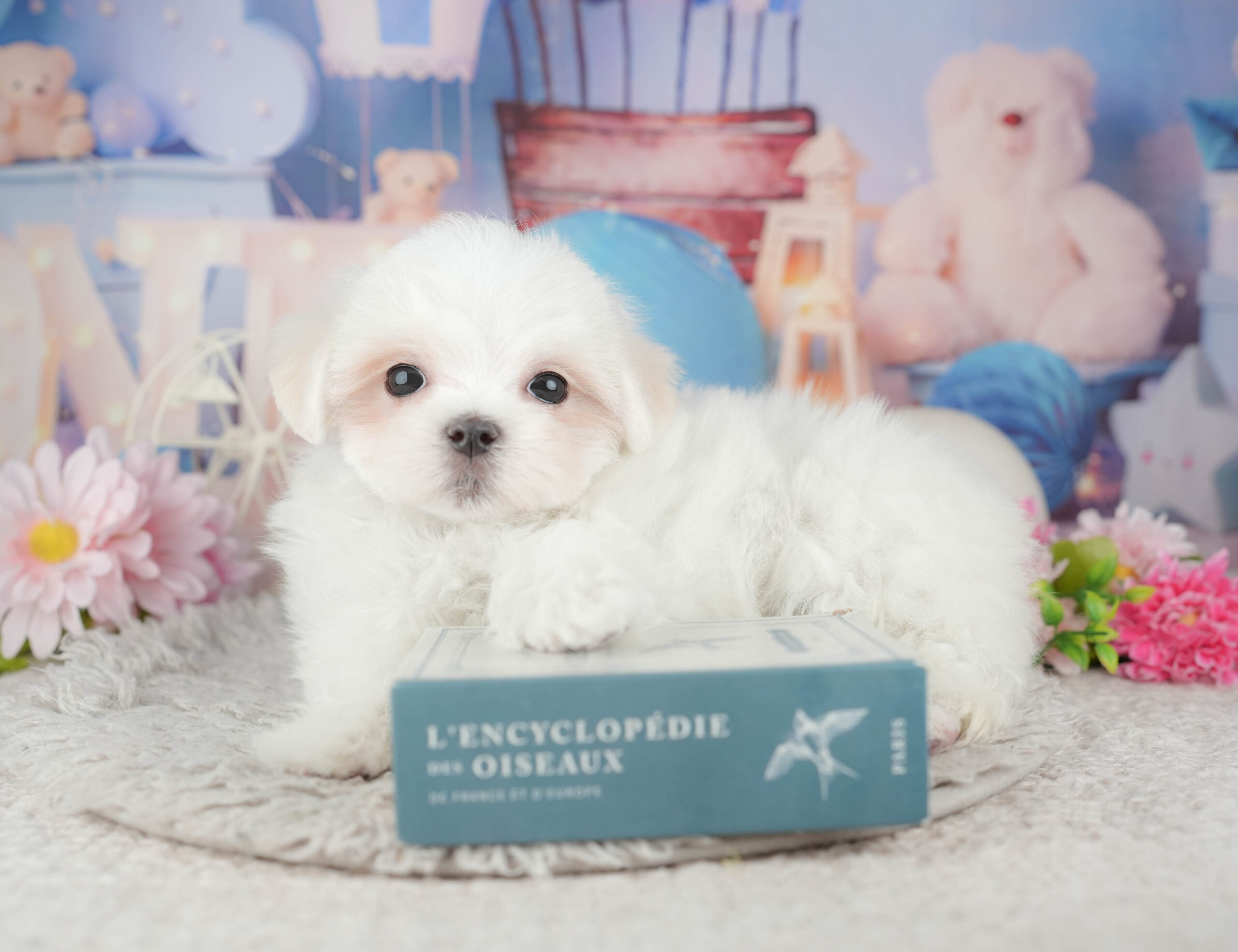 マルチーズ | 男の子 | ホワイト | 2025年11月28日