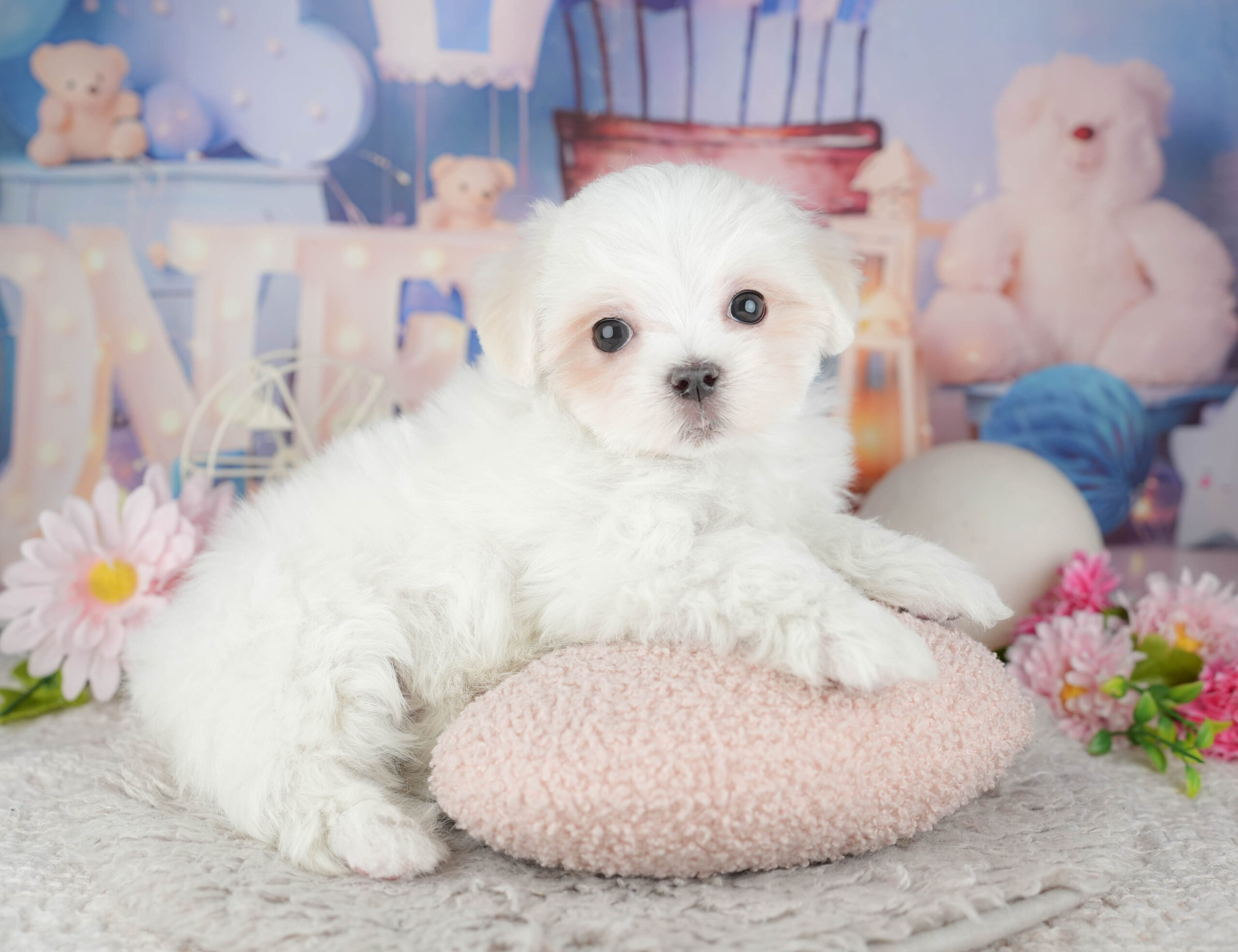 マルチーズ | 男の子 | ホワイト | 2025年11月28日