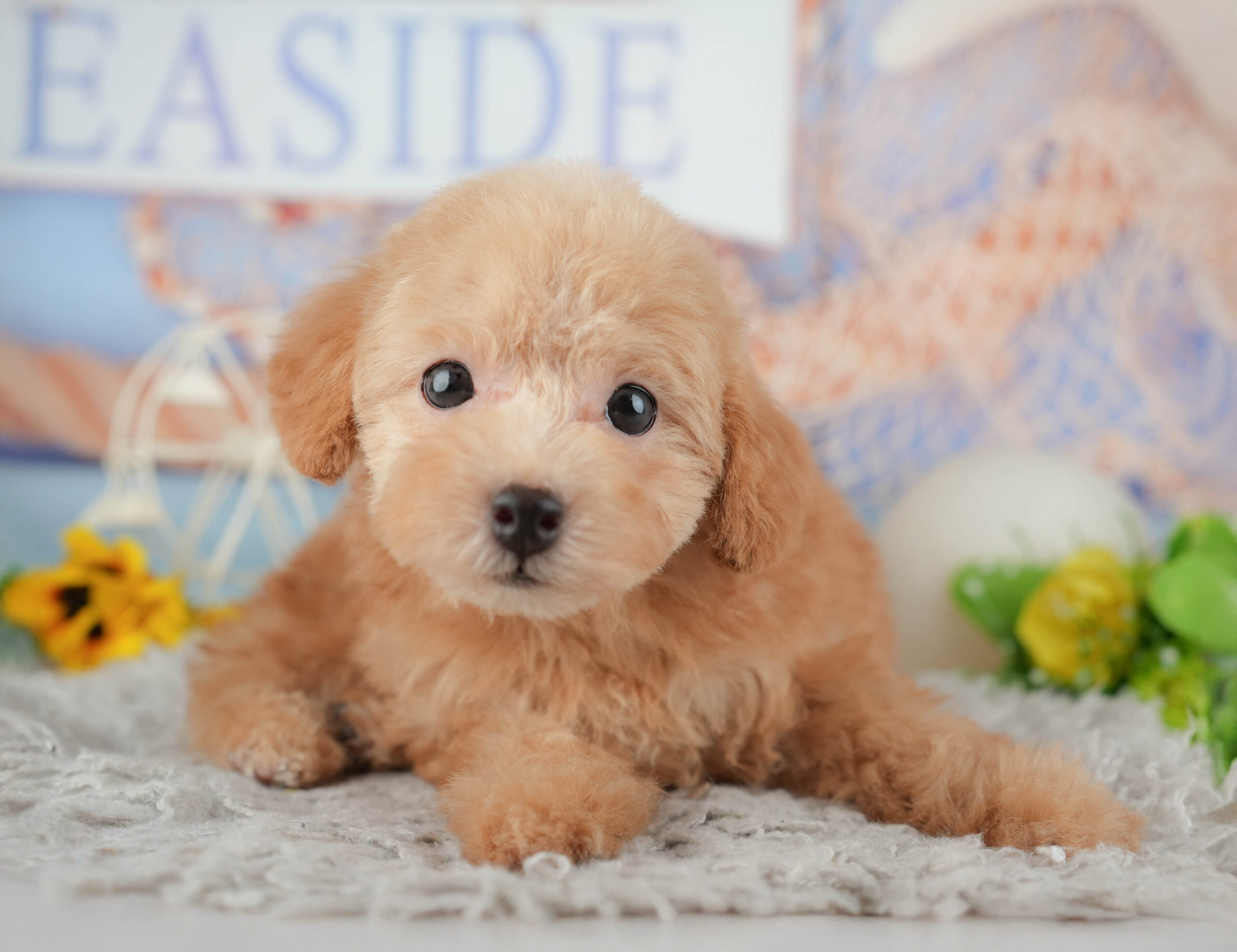 トイ・プードル | 女の子 | アプリコット | 2025年11月29日