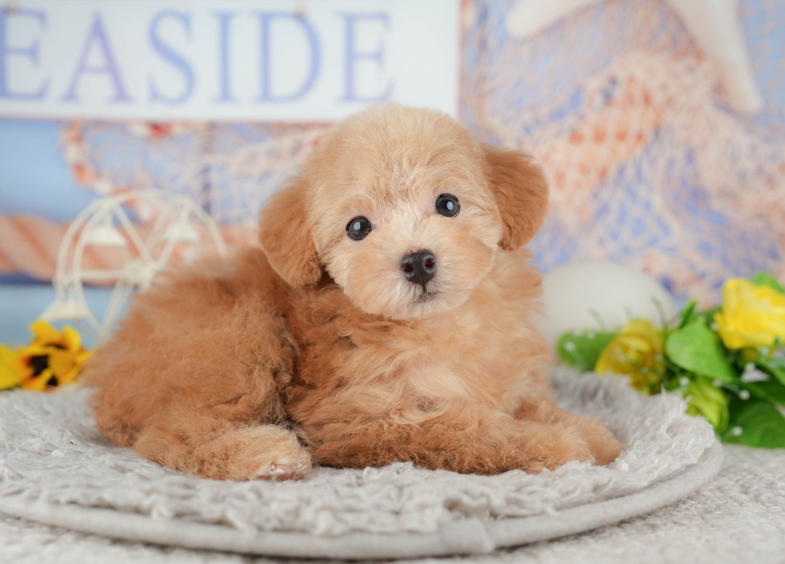 トイ・プードル | 女の子 | アプリコット | 2025年11月29日