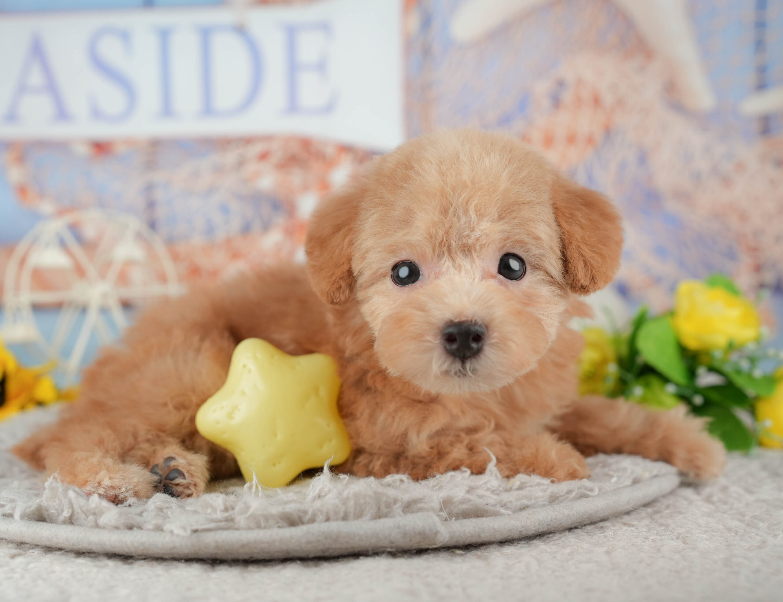 トイ・プードル | 女の子 | アプリコット | 2025年11月29日