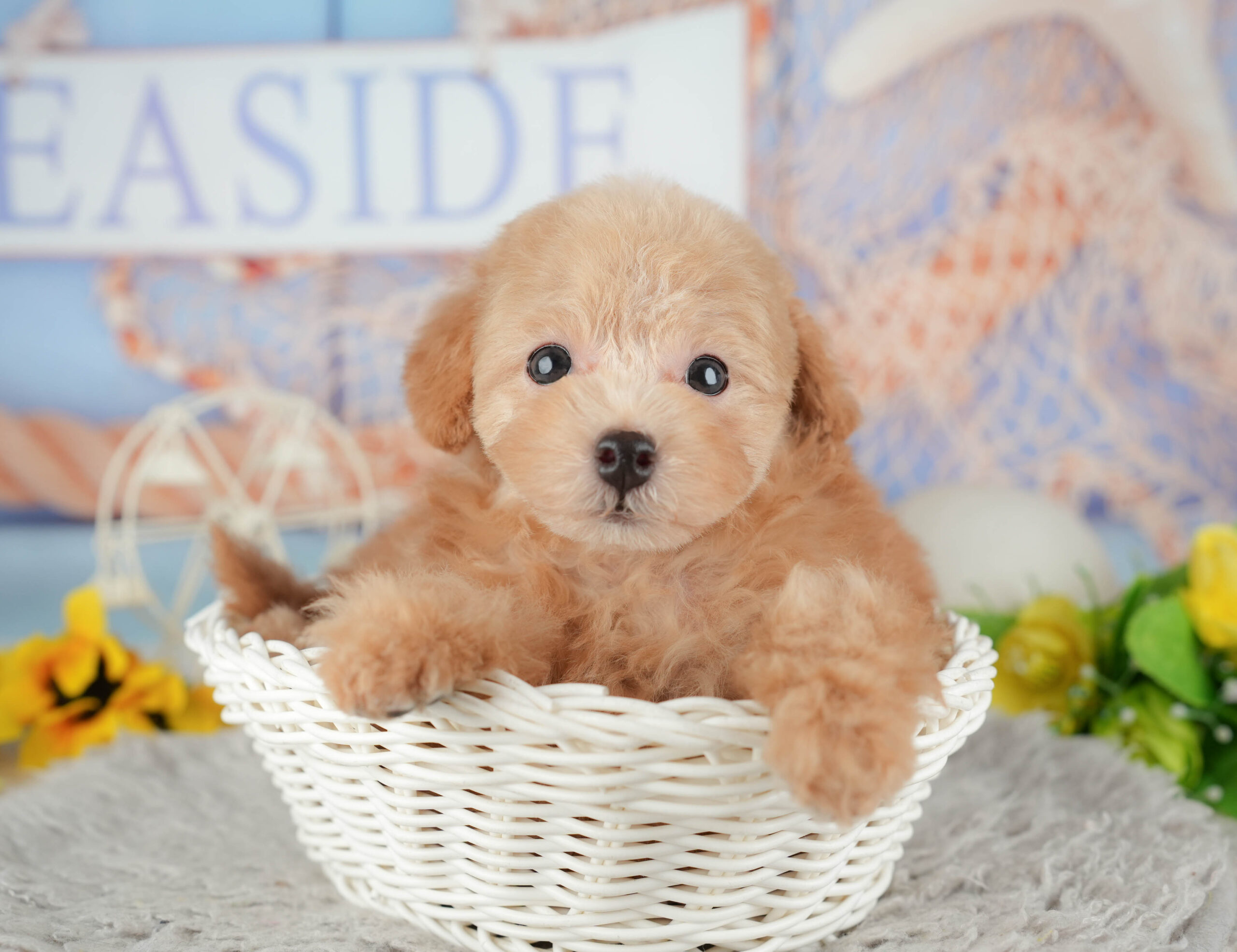 トイ・プードル | 女の子 | アプリコット | 2025年11月29日