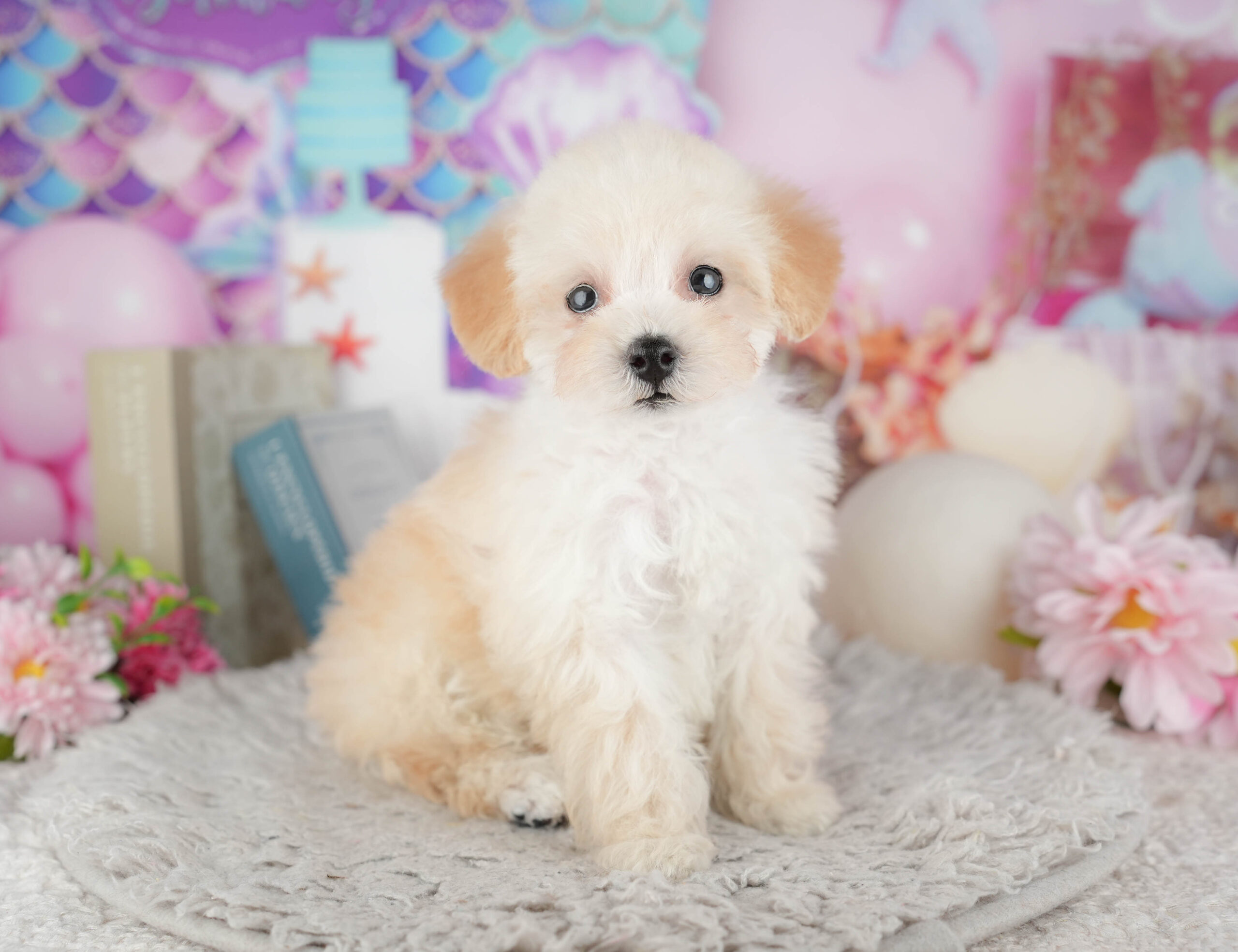 トイ・プードル | 女の子 | クリーム | 2025年11月29日