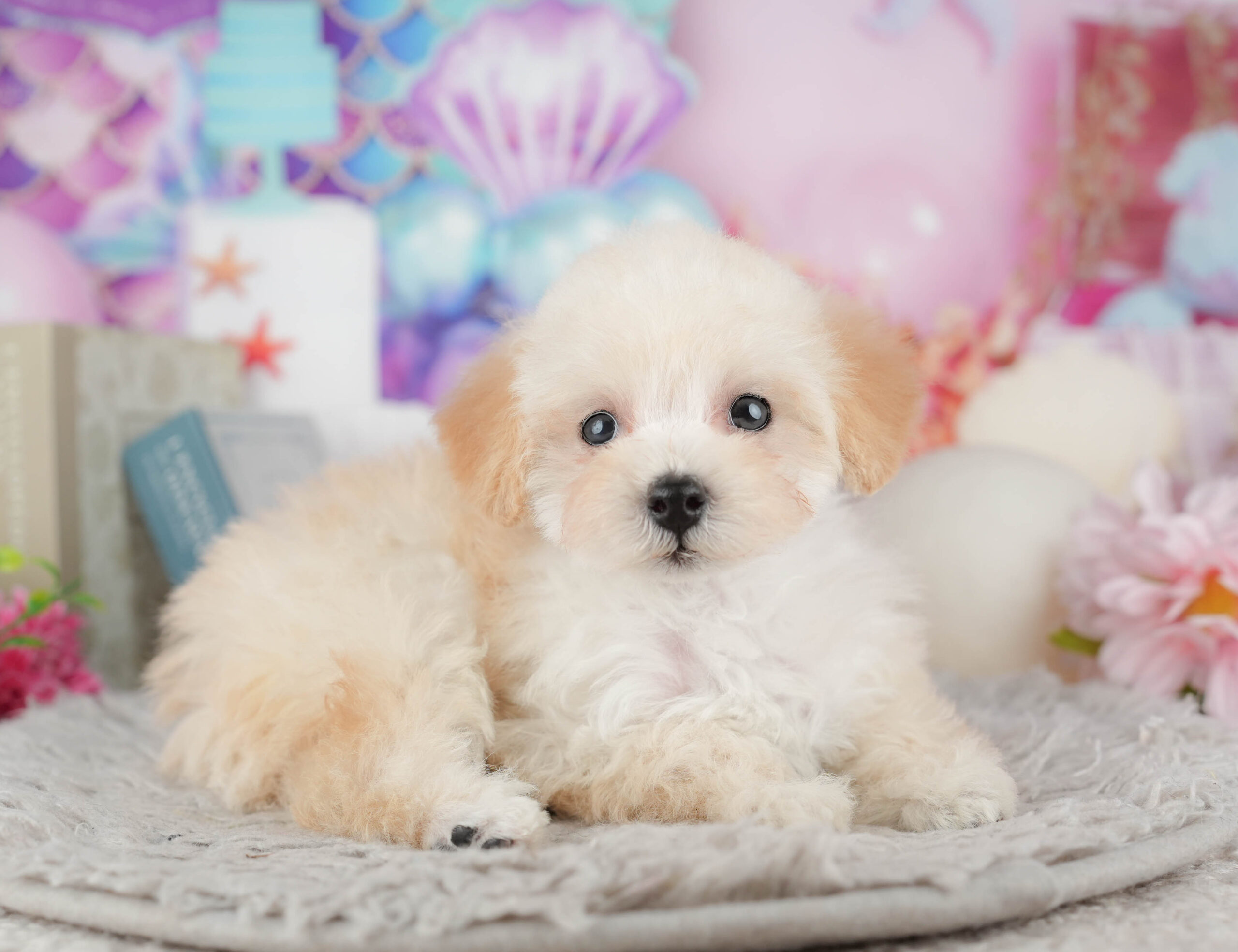 トイ・プードル | 女の子 | クリーム | 2025年11月29日