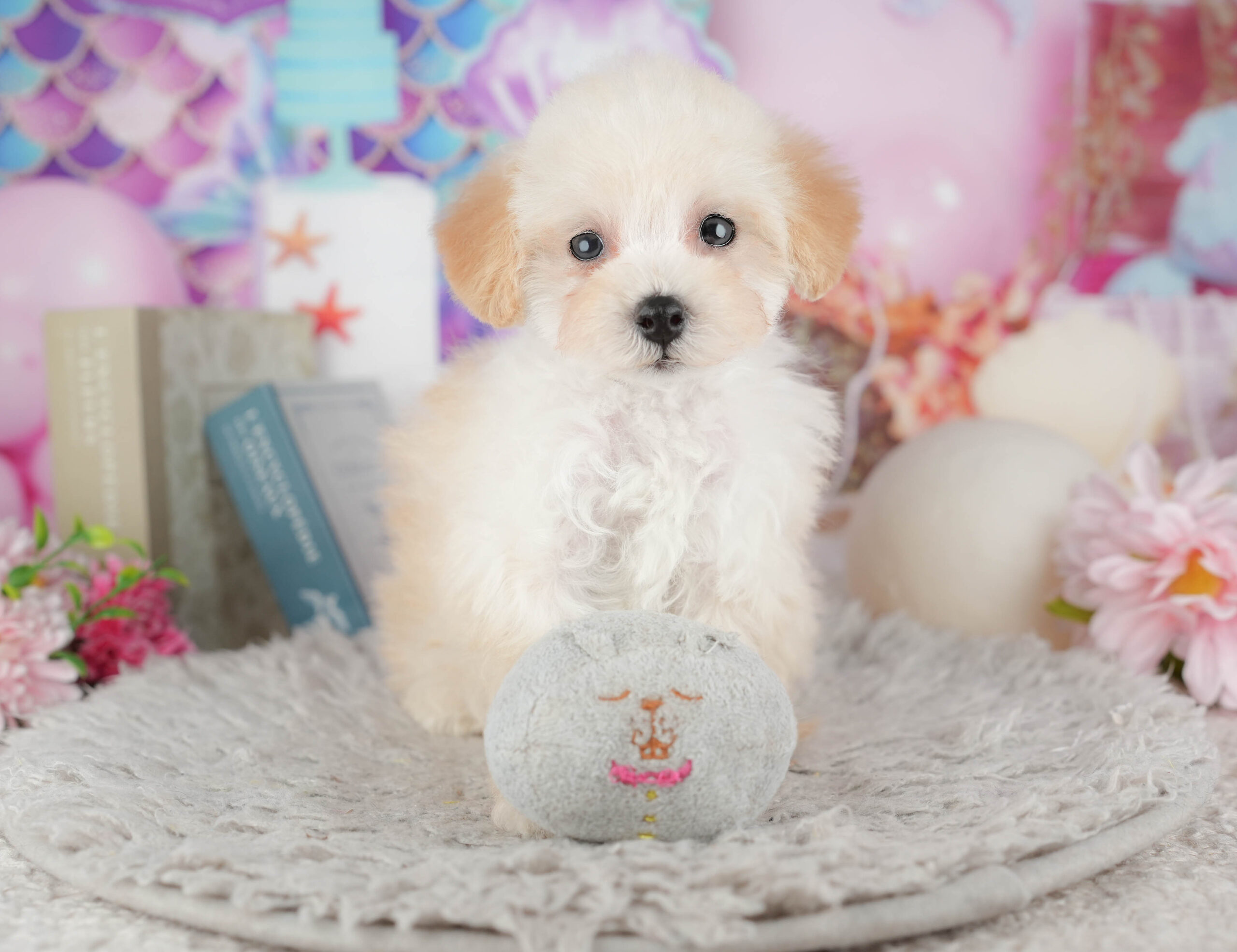 トイ・プードル | 女の子 | クリーム | 2025年11月29日