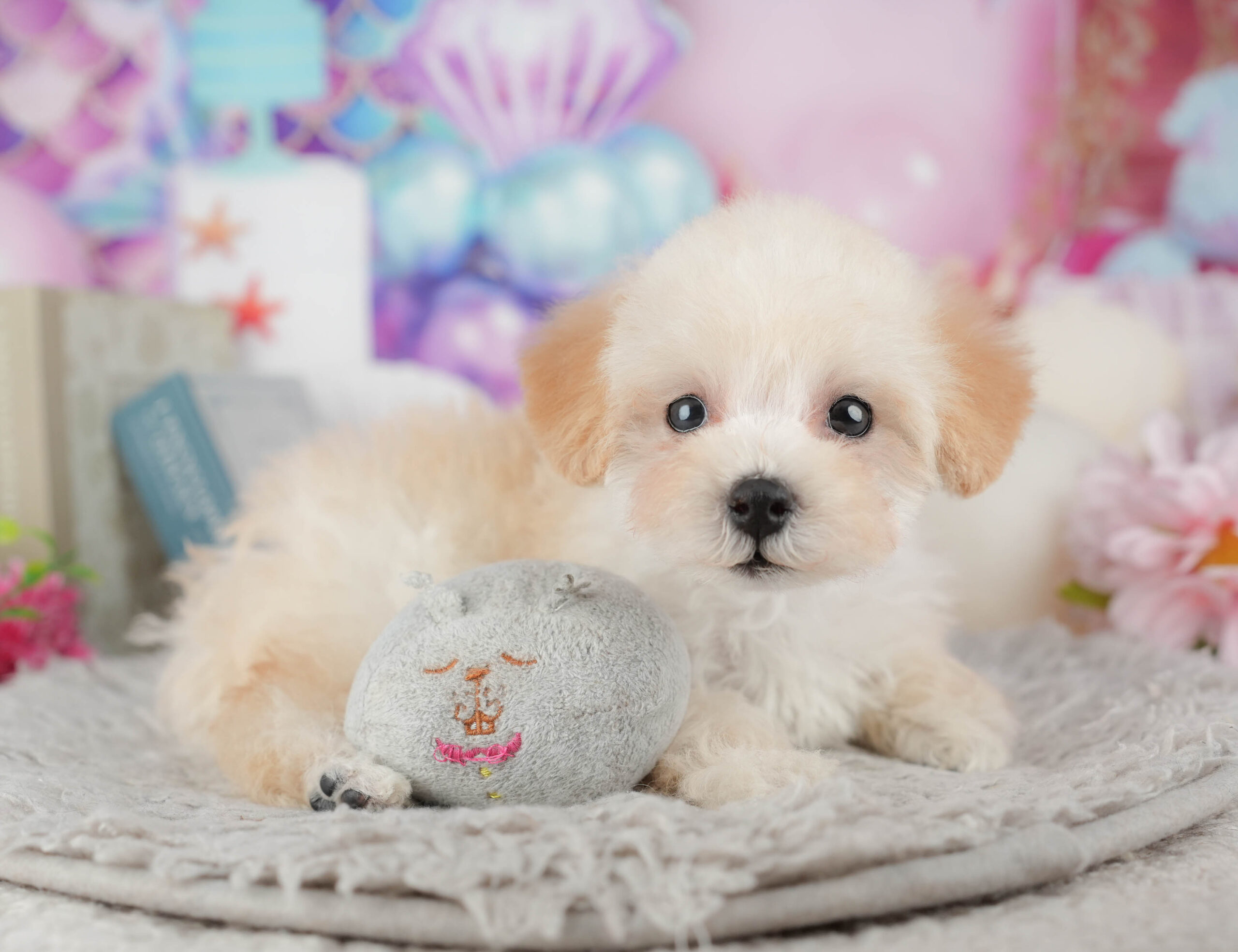 トイ・プードル | 女の子 | クリーム | 2025年11月29日